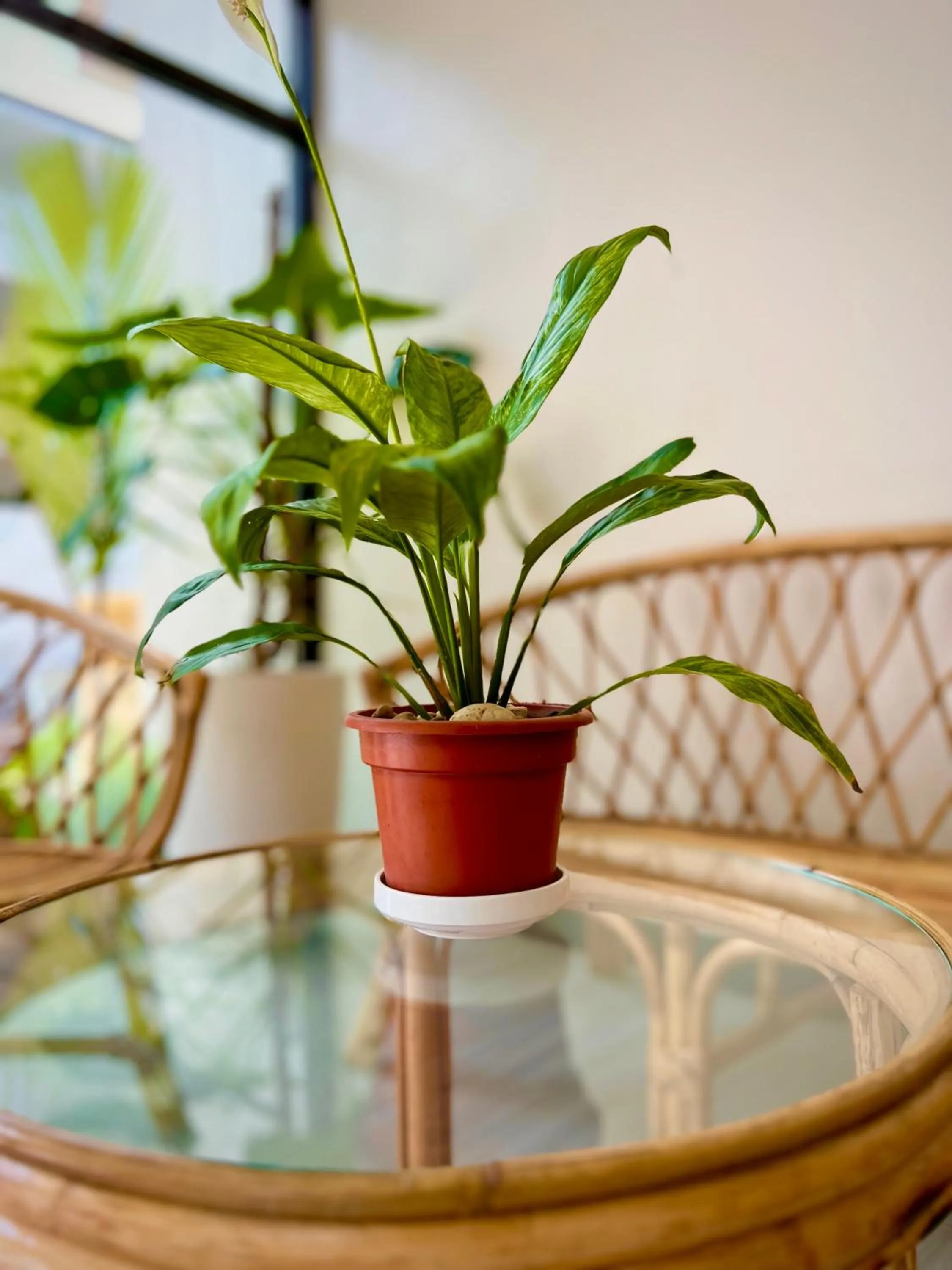 Vencejos Inn - El Nido