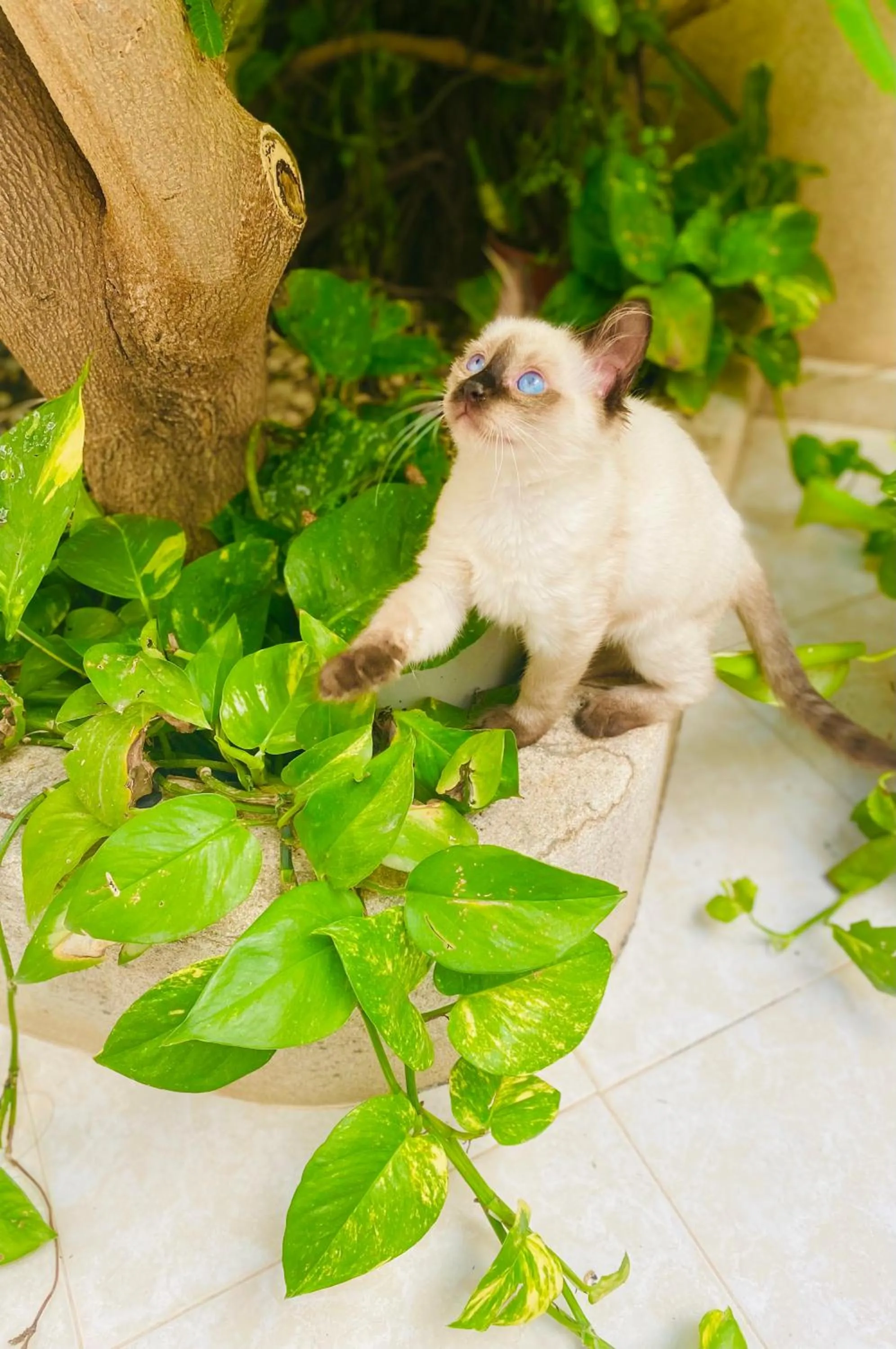 Day in Araba Fenice Hotel