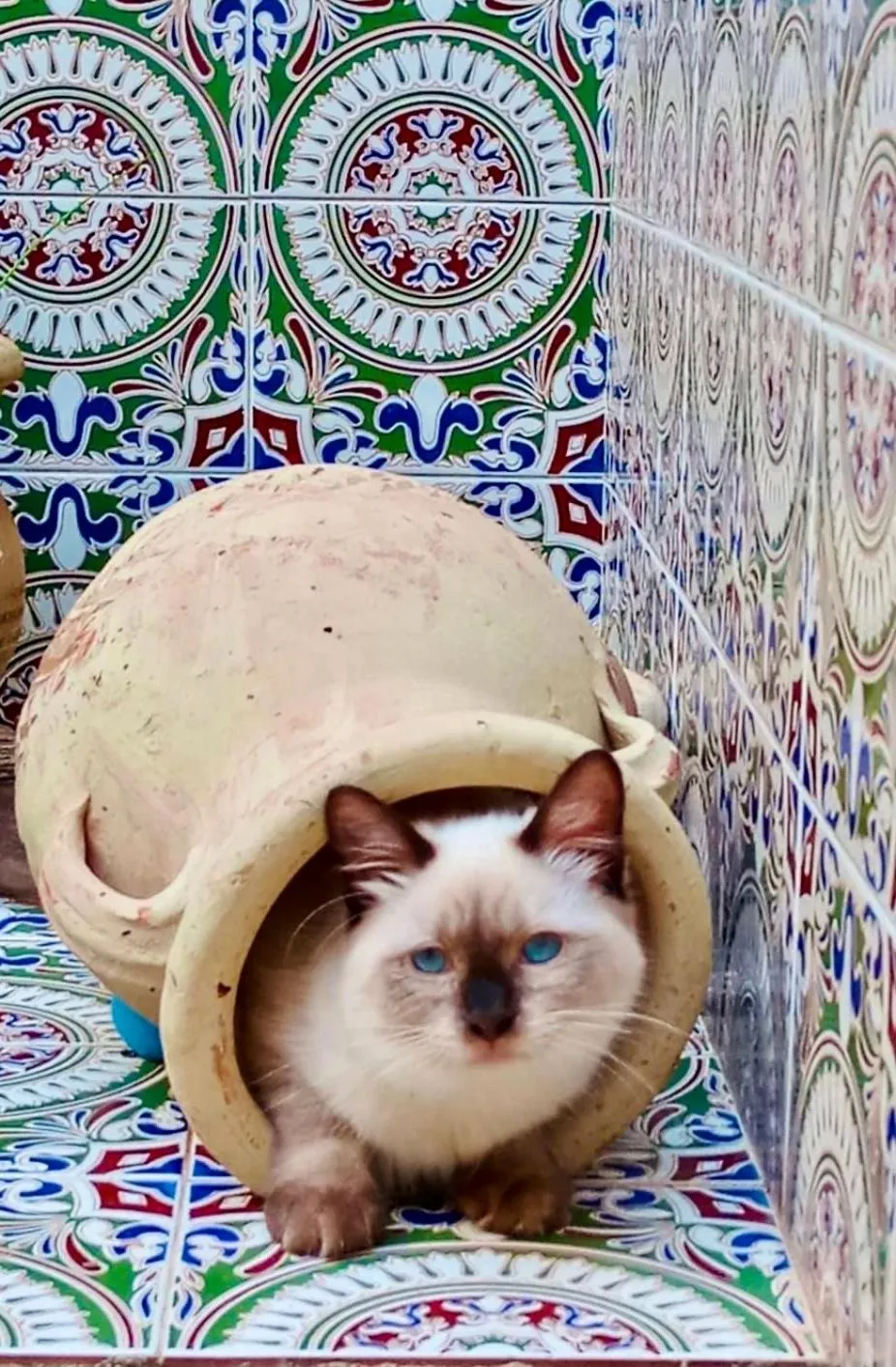 Pets in Araba Fenice Hotel