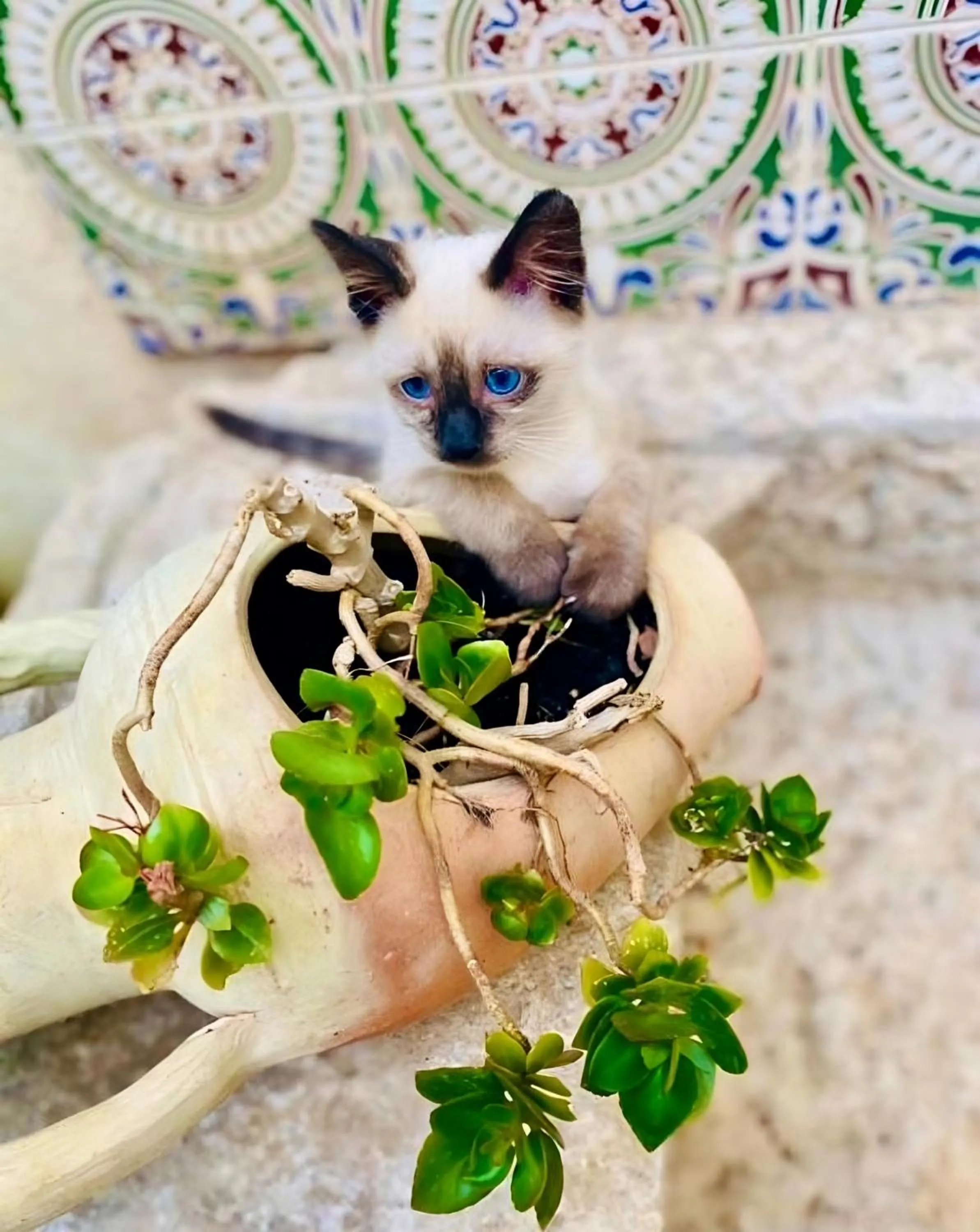 Garden in Araba Fenice Hotel