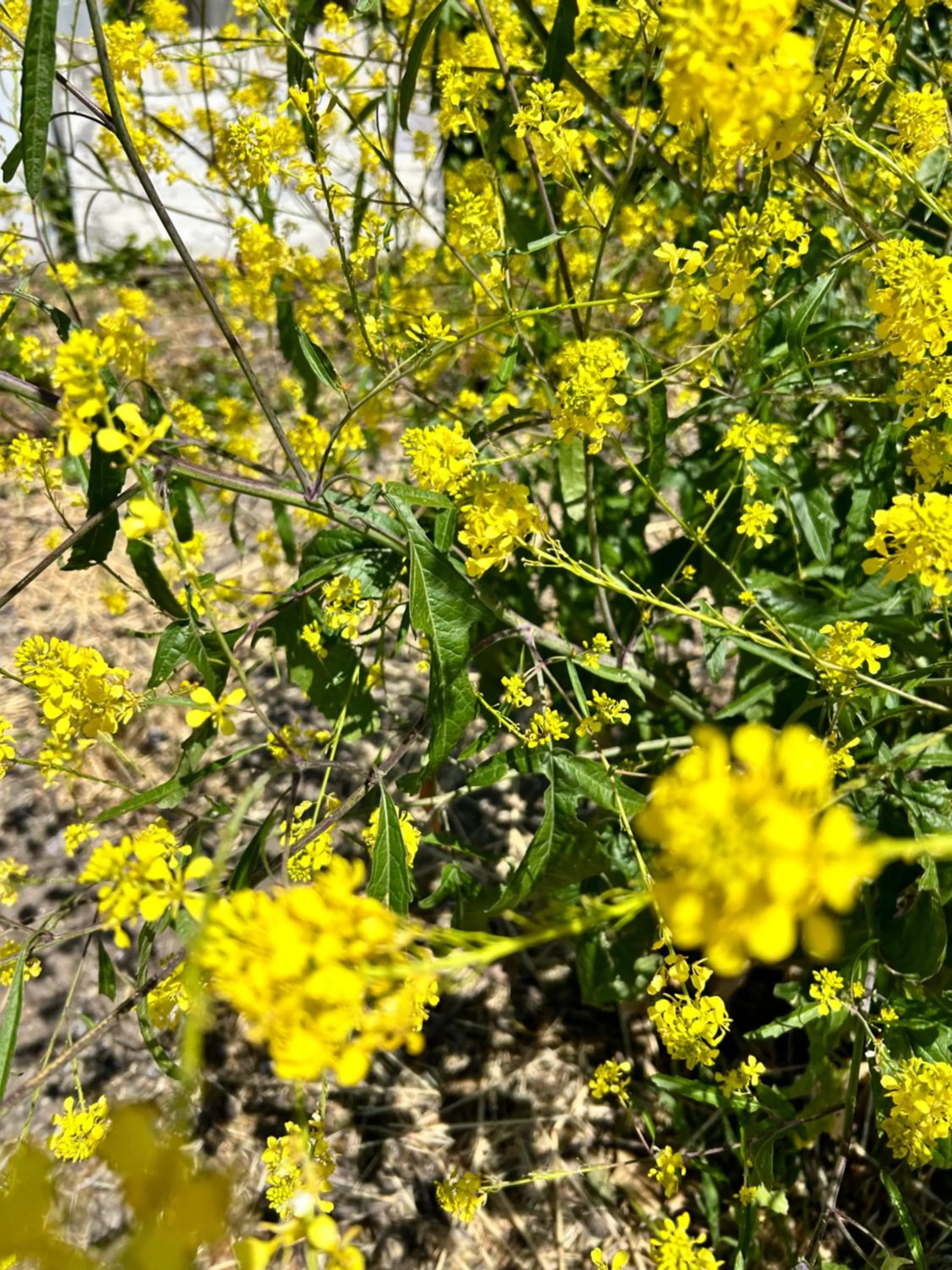 Garden in The Gables Wine Country Inn
