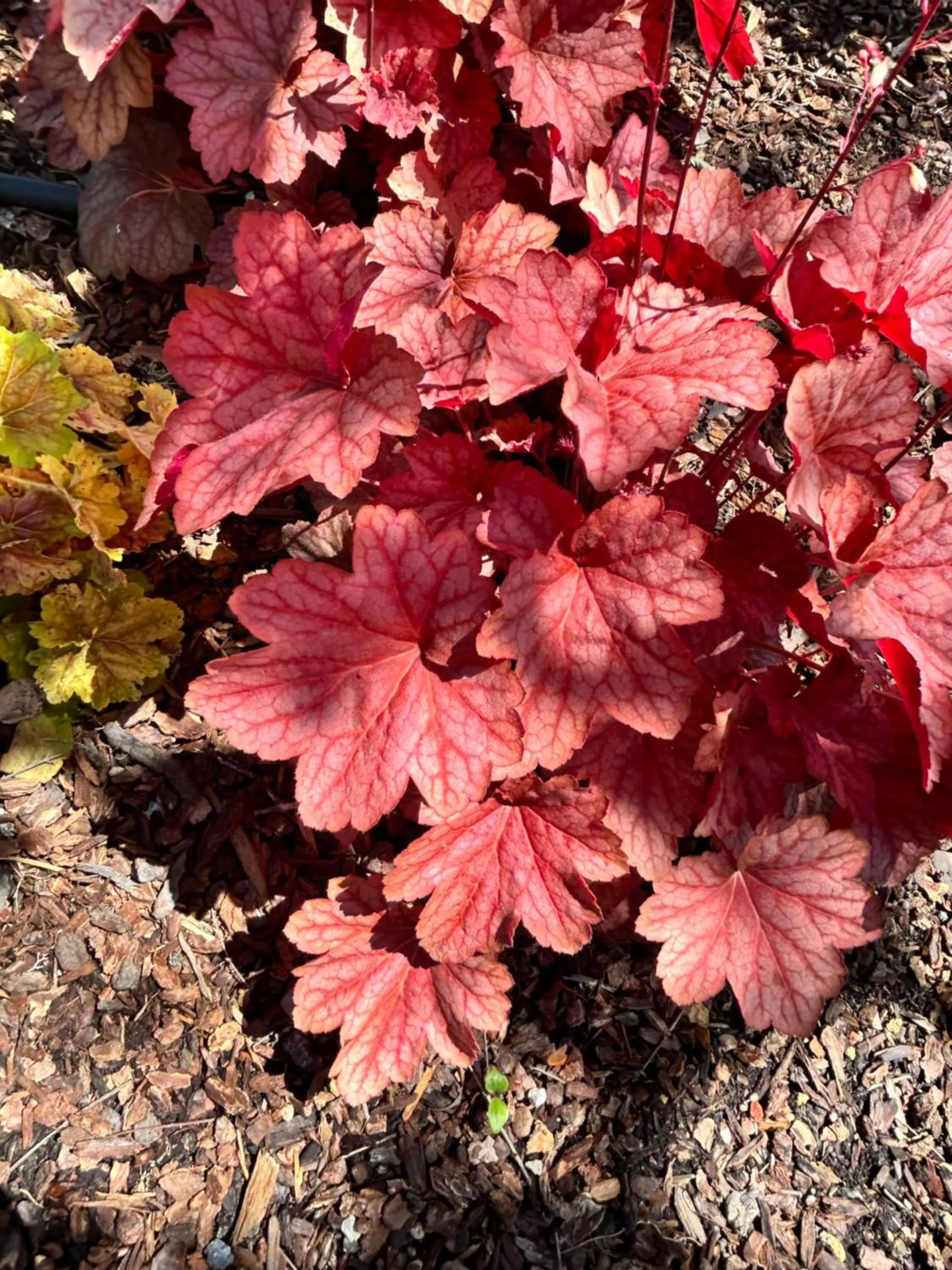 Garden in The Gables Wine Country Inn