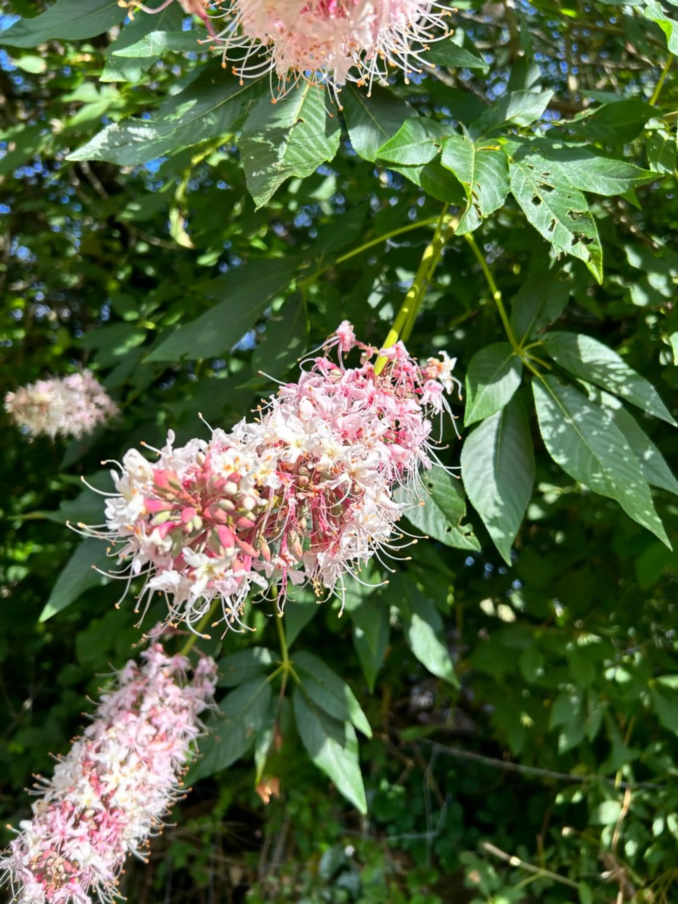Garden in The Gables Wine Country Inn