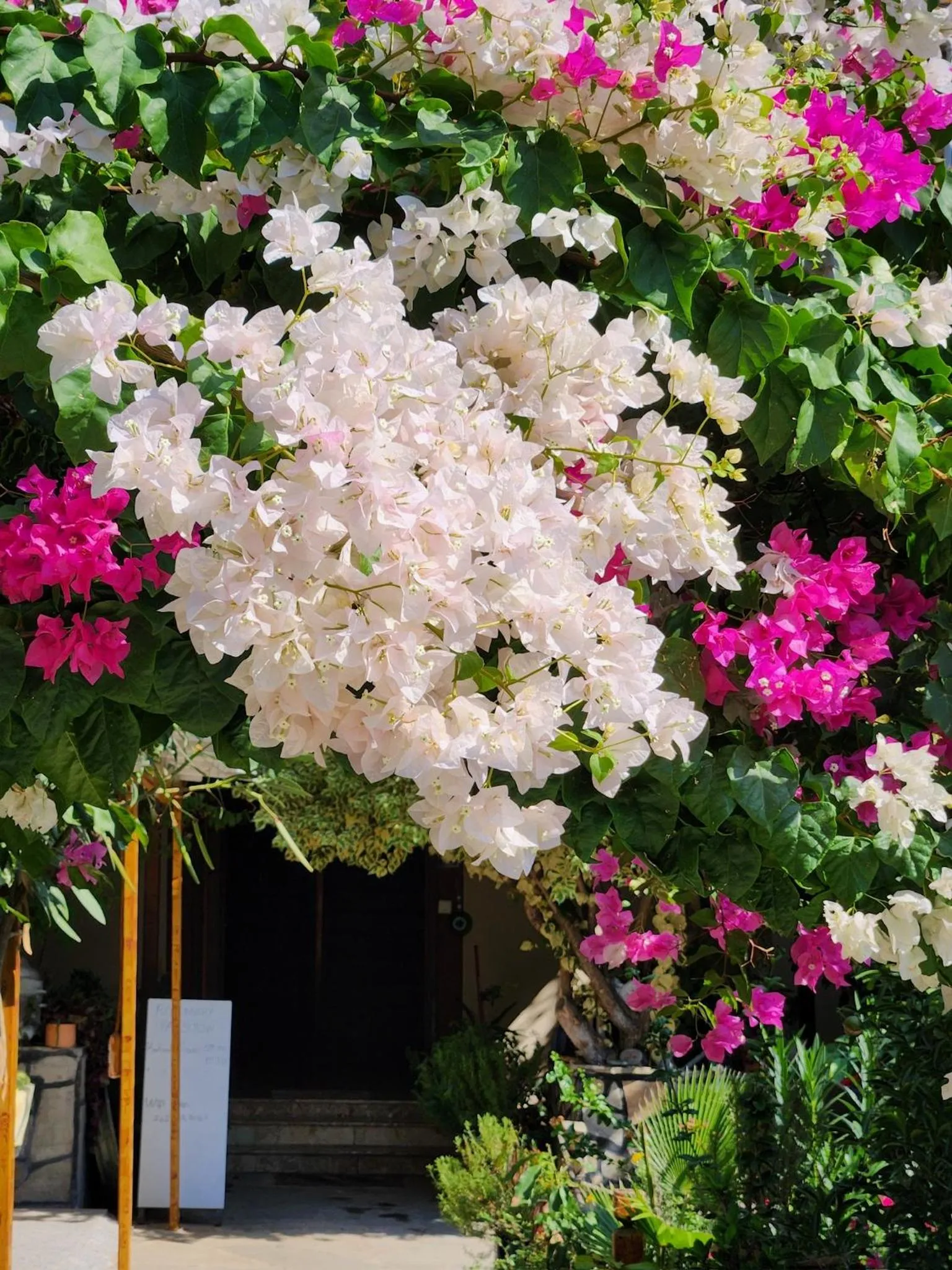 Garden in Rosemary Pansiyon