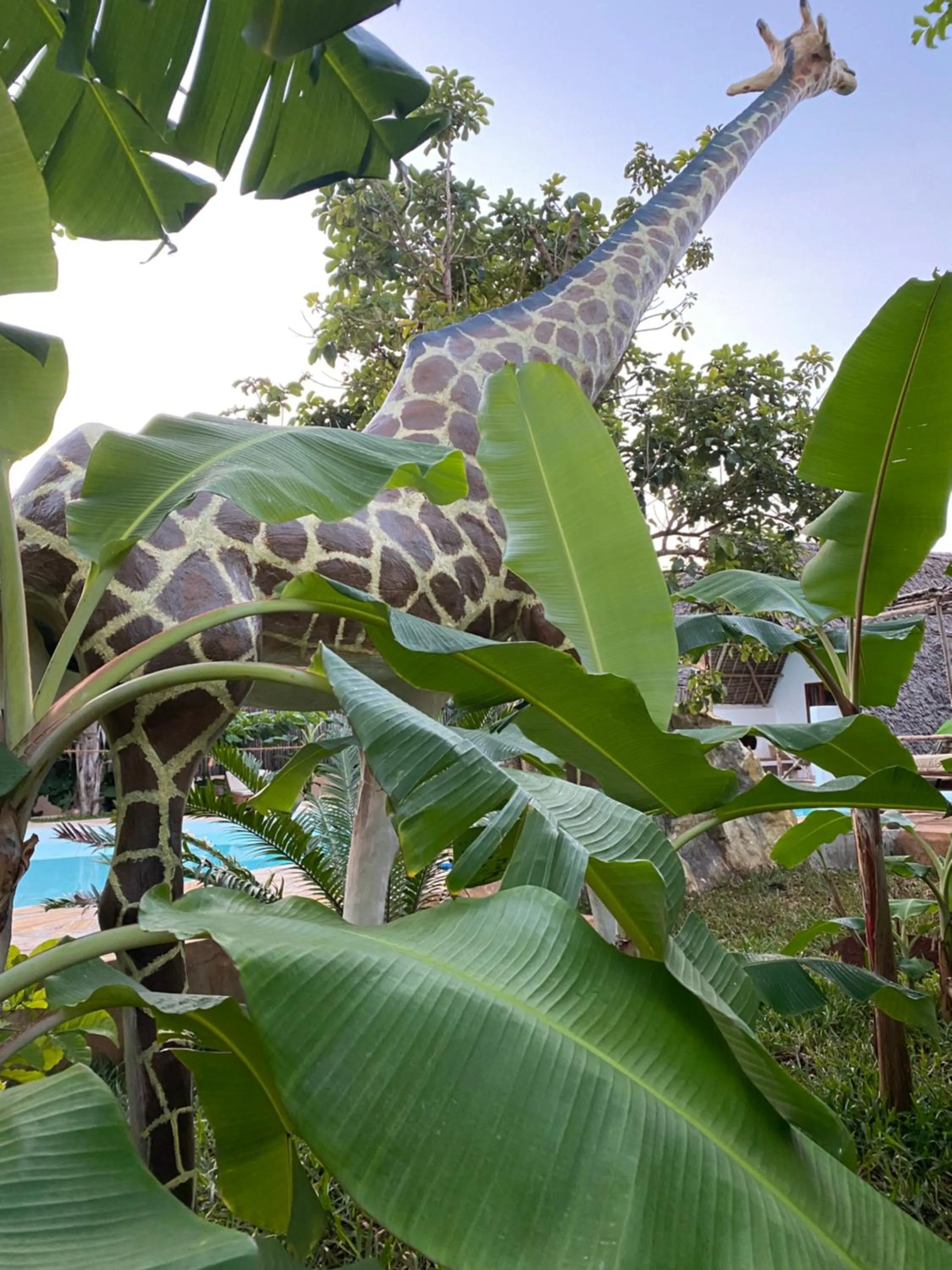 Garden in Baobab Africa Lodge Zanzibar