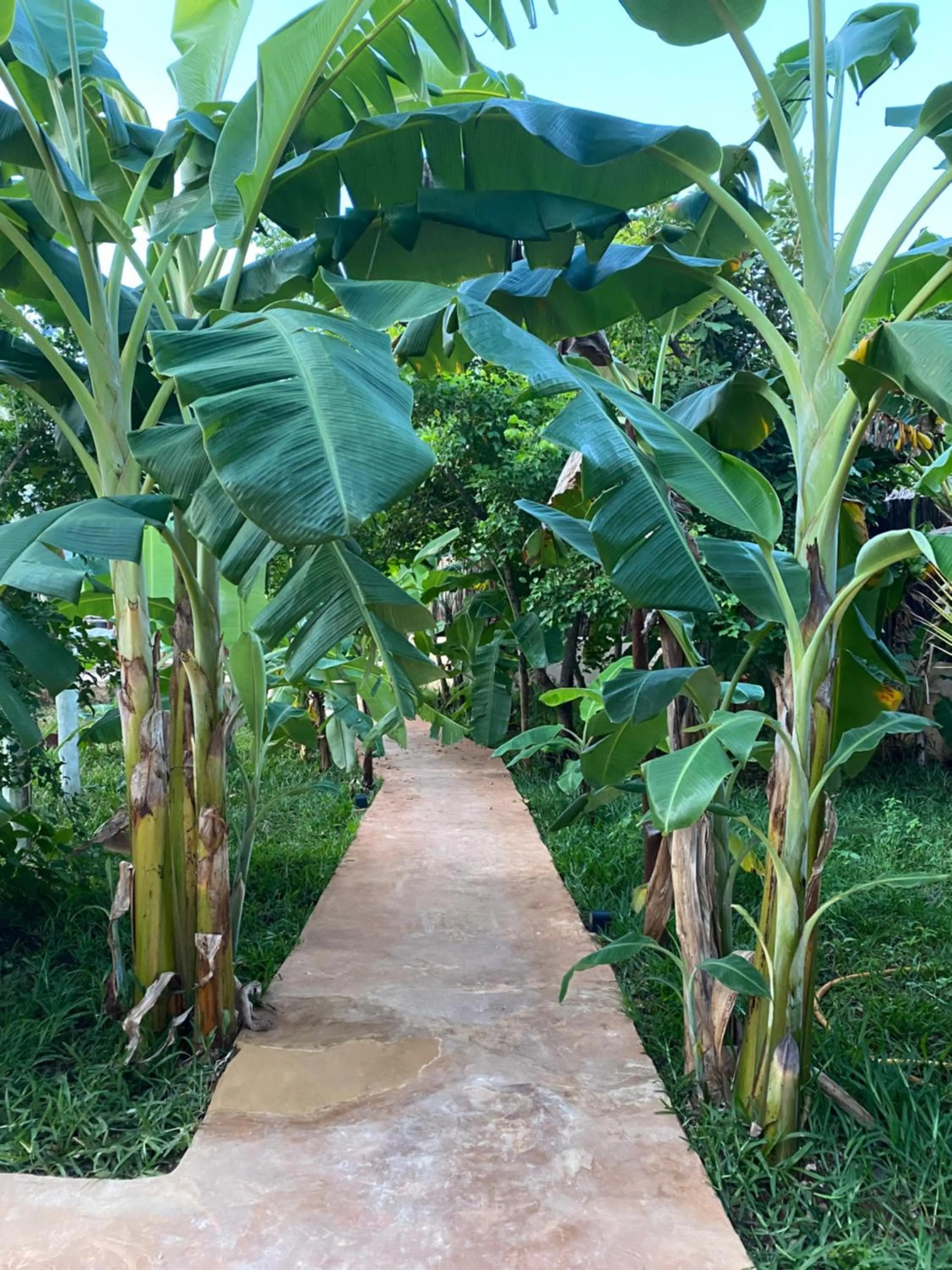 Garden in Baobab Africa Lodge Zanzibar
