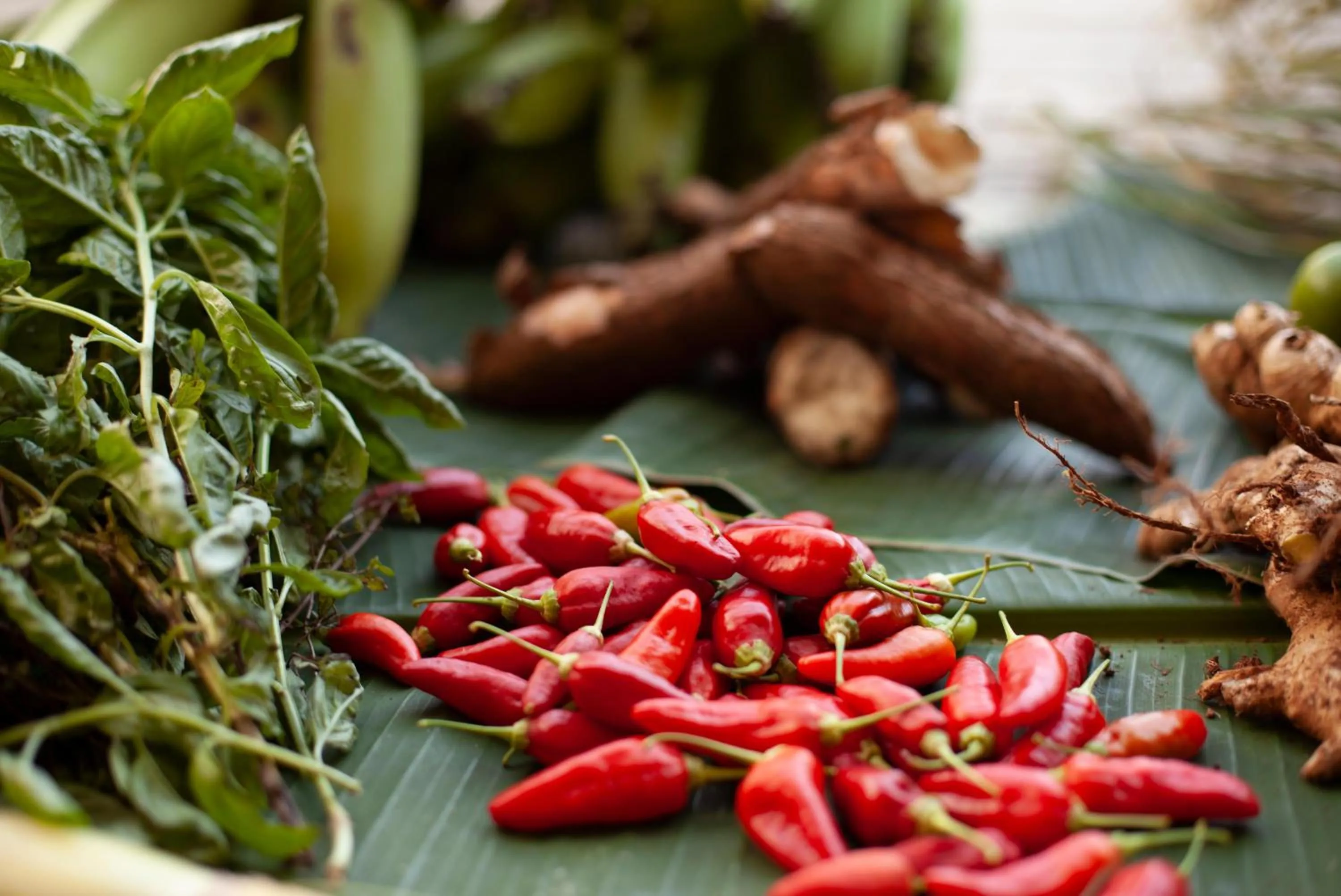 Restaurant/places to eat in The Resort at Isla Palenque Member of the Cayuga Collection