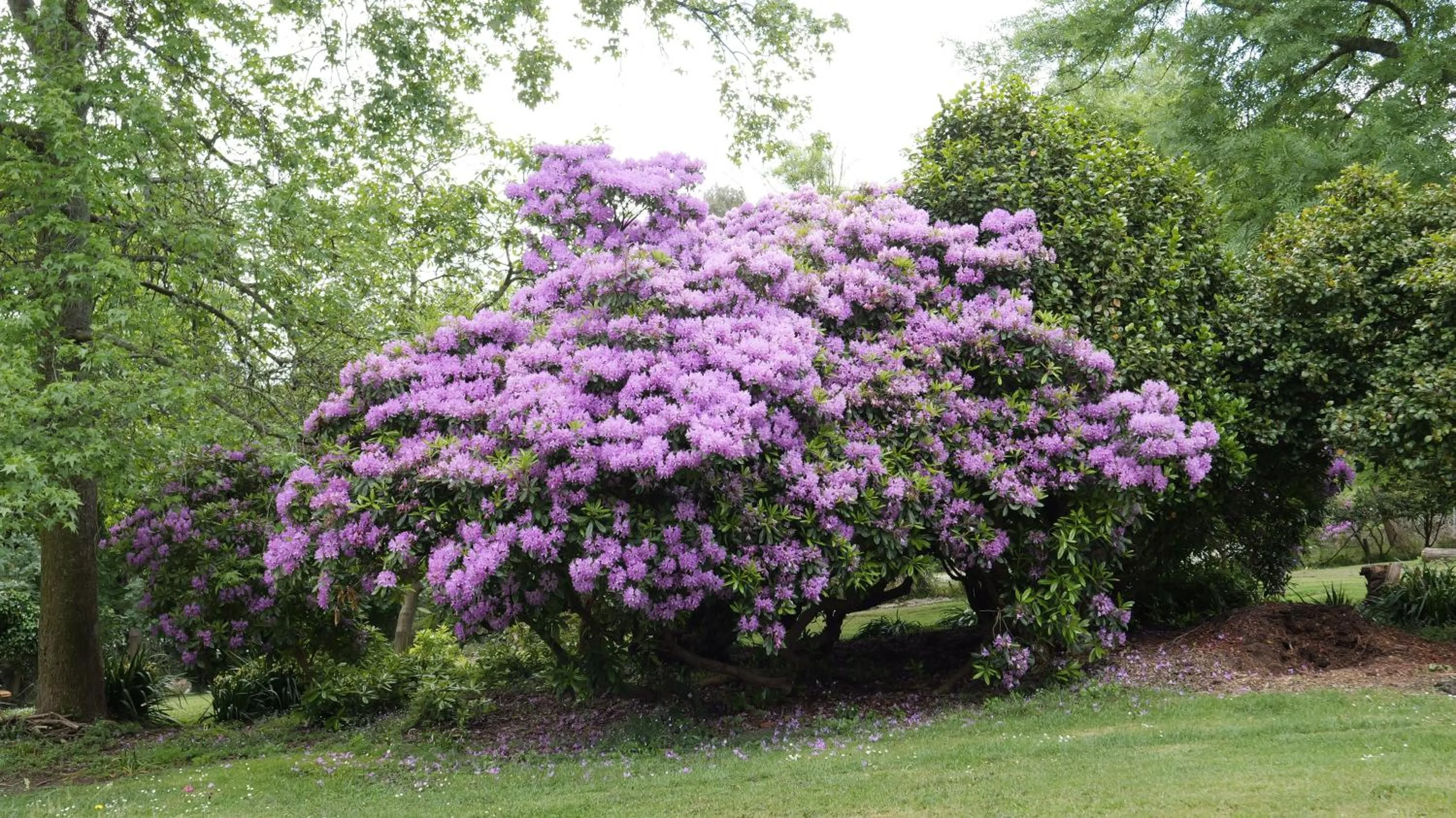 Natural landscape in Olinda Country Cottages