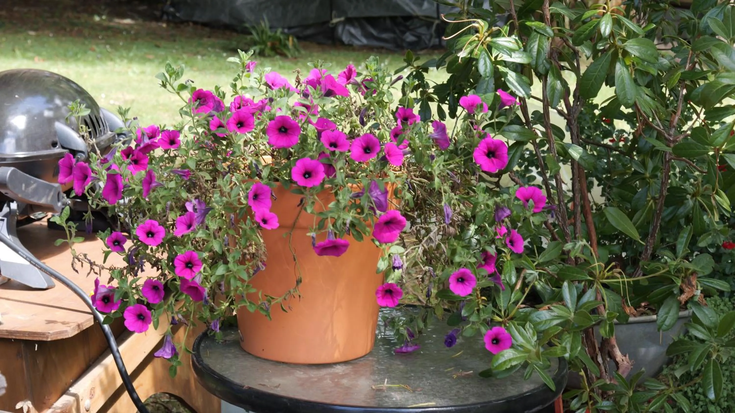 Olinda Country Cottages