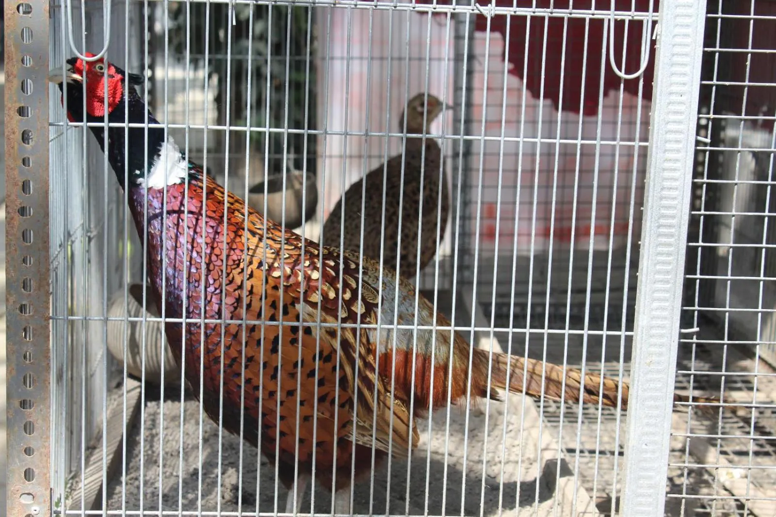 Animals in Georium Dunia