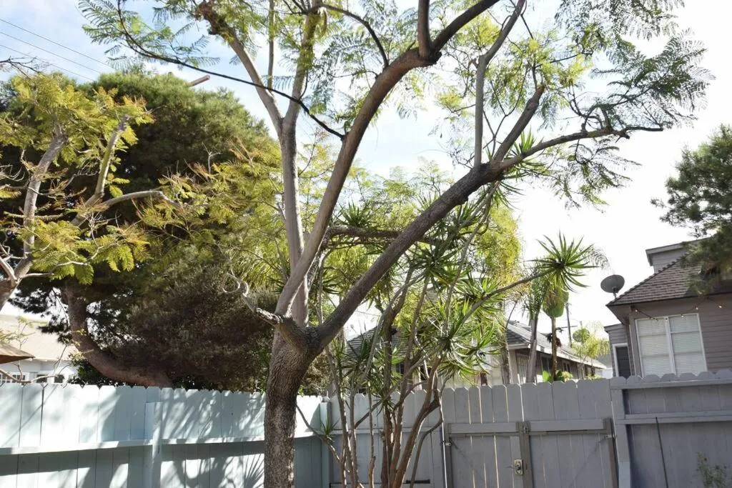 Garden view in Villa by the Ocean in Venice Beach