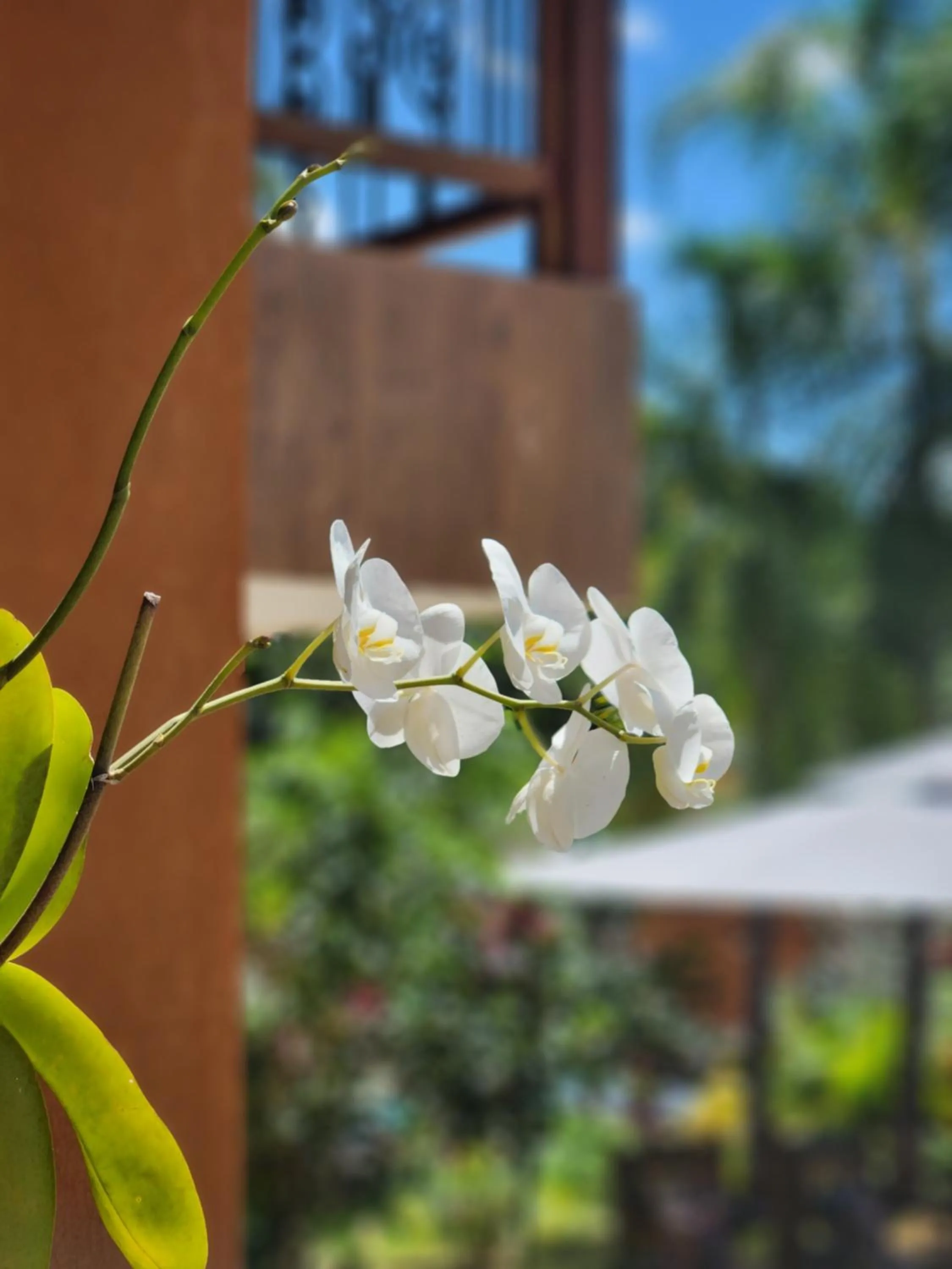 Spring in Confraria da Prata Flats