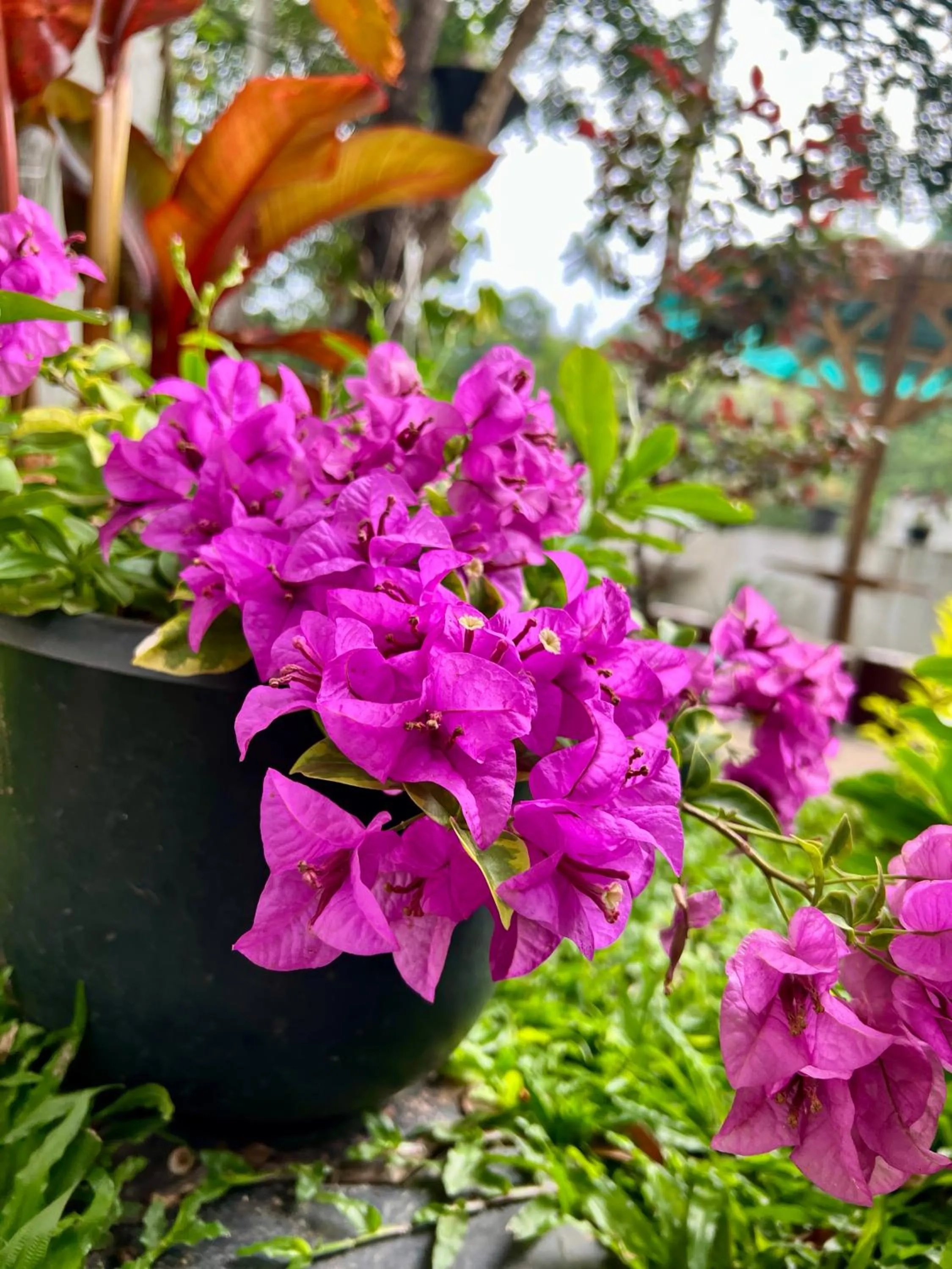 Garden in Eco Resort Kandy
