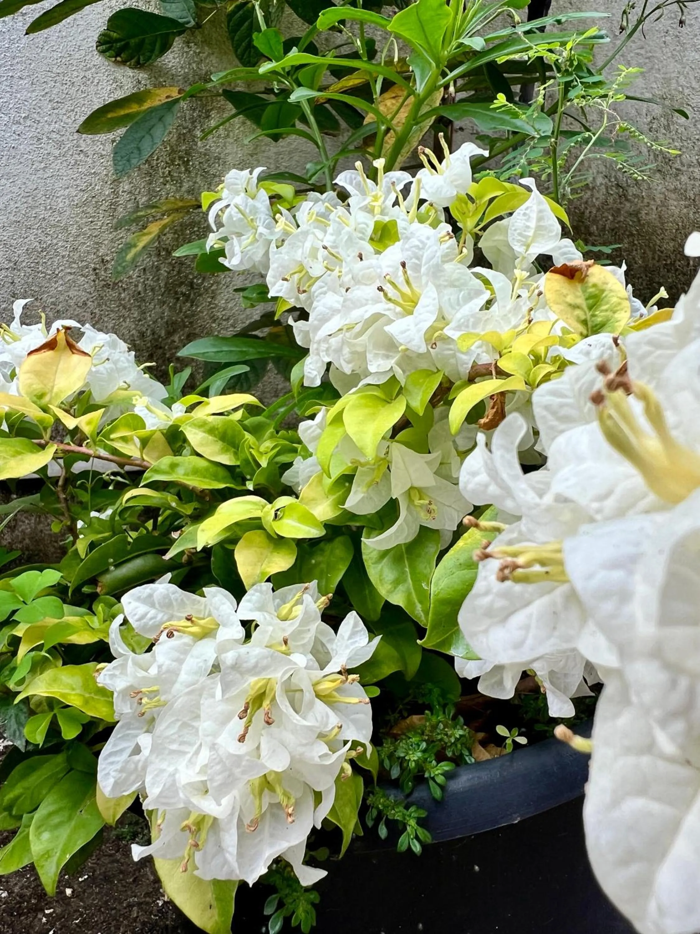 Garden in Eco Resort Kandy