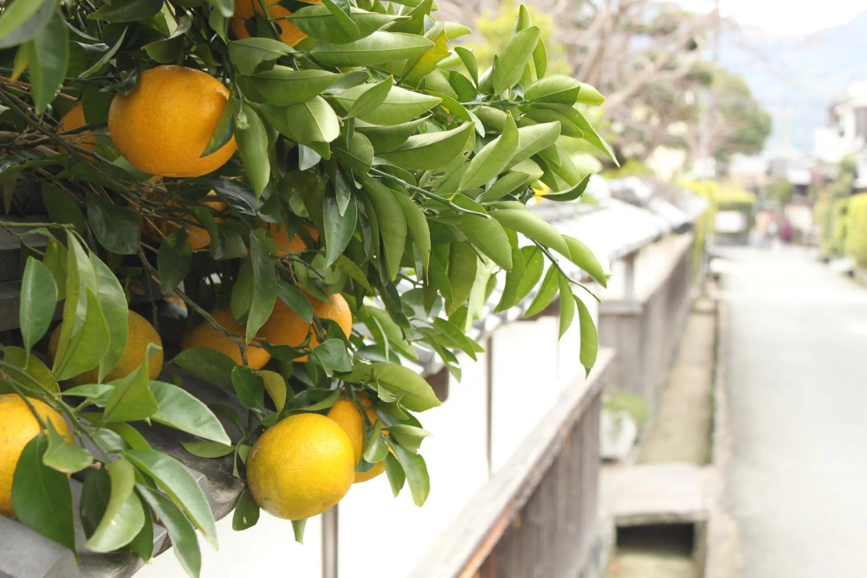 Natural landscape in Rakuten STAY HOUSE x WILL STYLE Hagi Nishitamachi