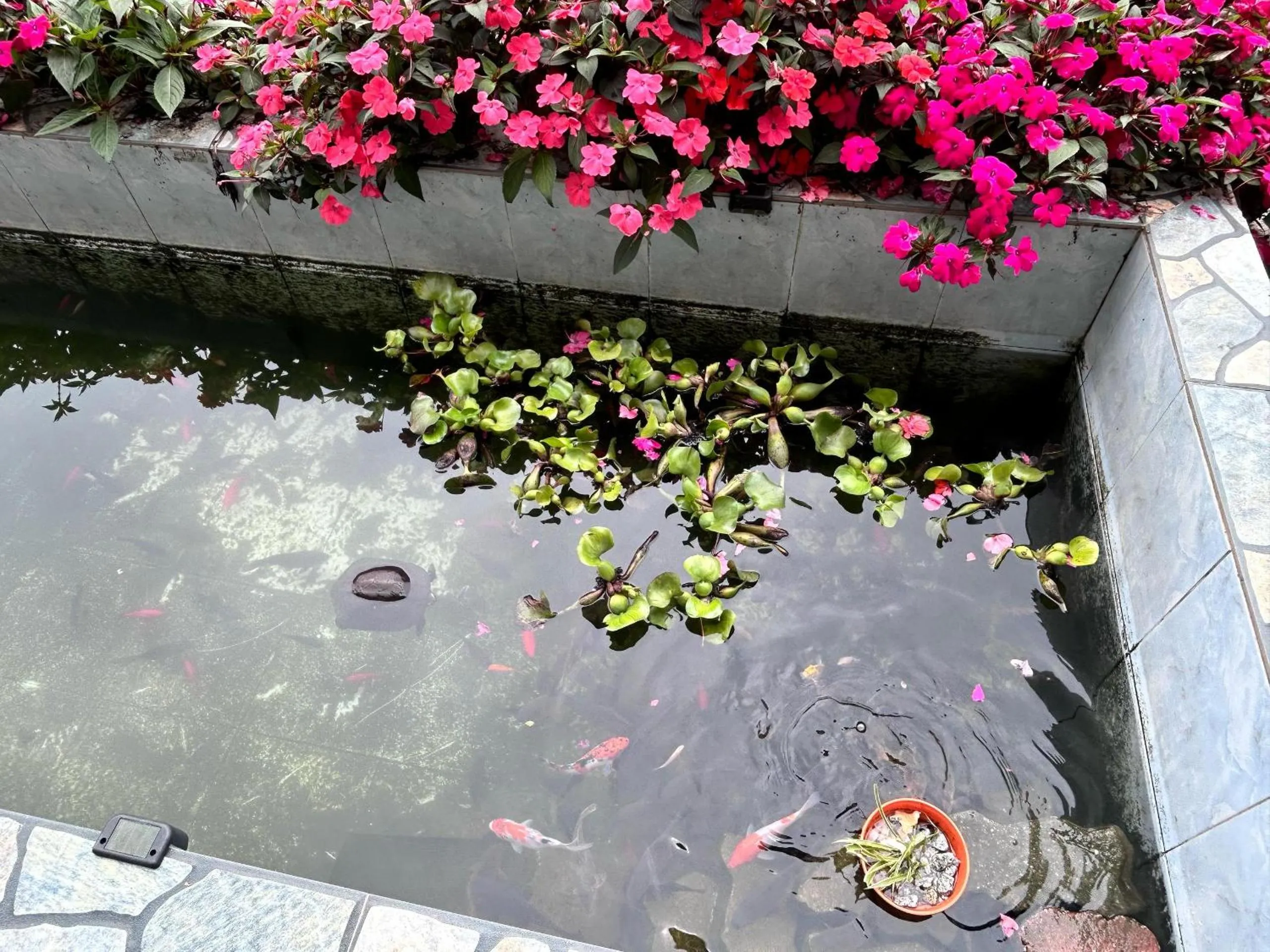 Garden view in Tekoma Hotel Cameron Highlands