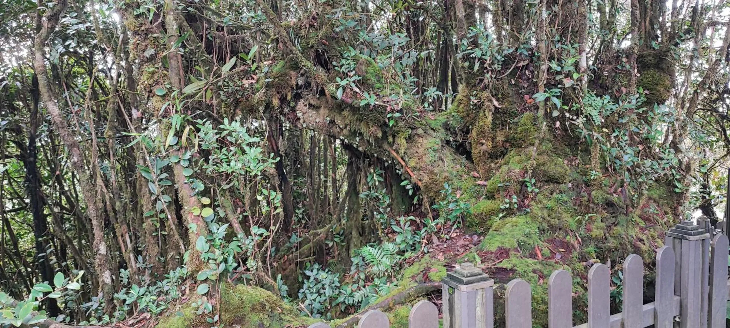 Tekoma Hotel Cameron Highlands