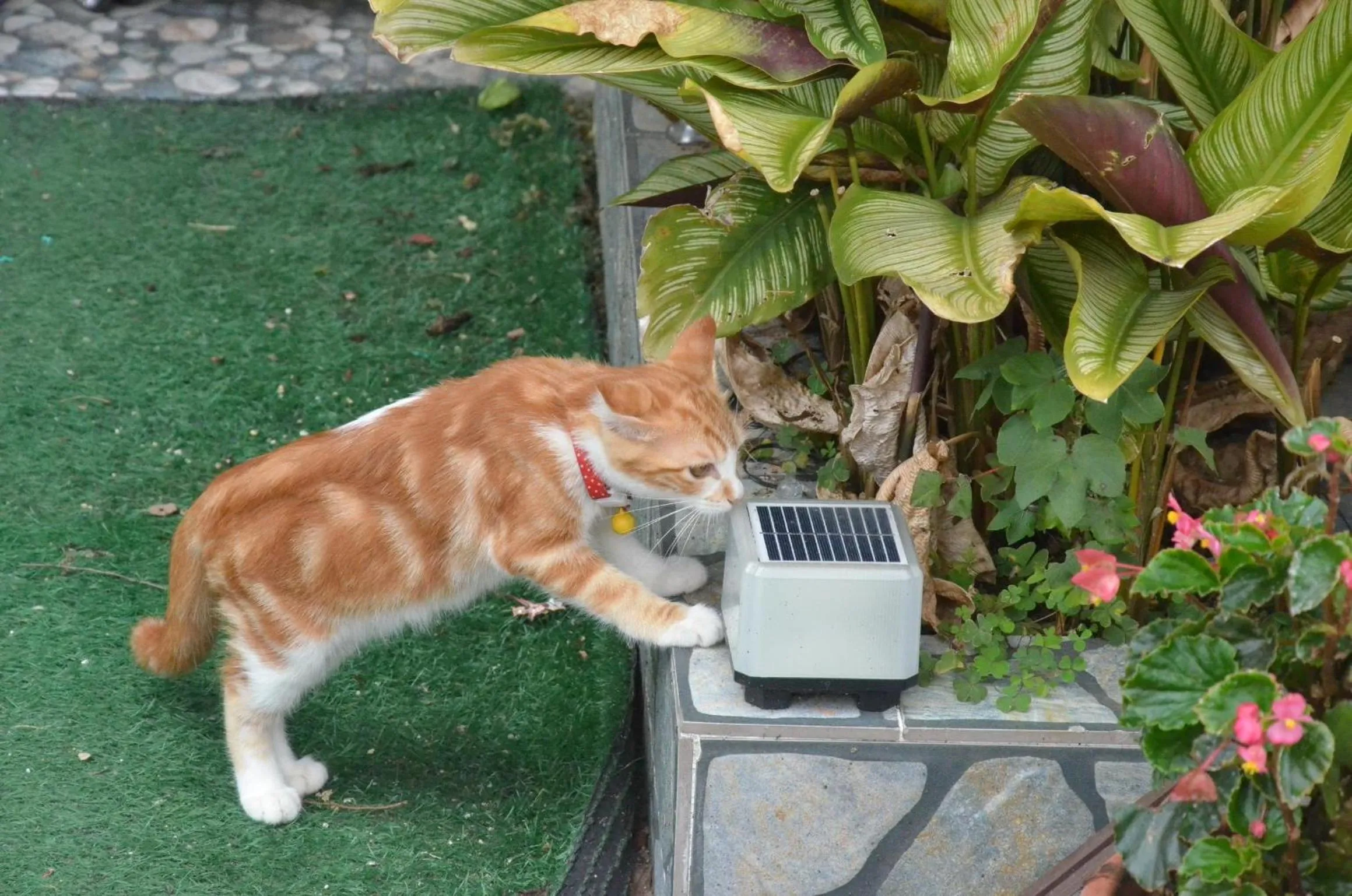 Pets in Tekoma Hotel Cameron Highlands