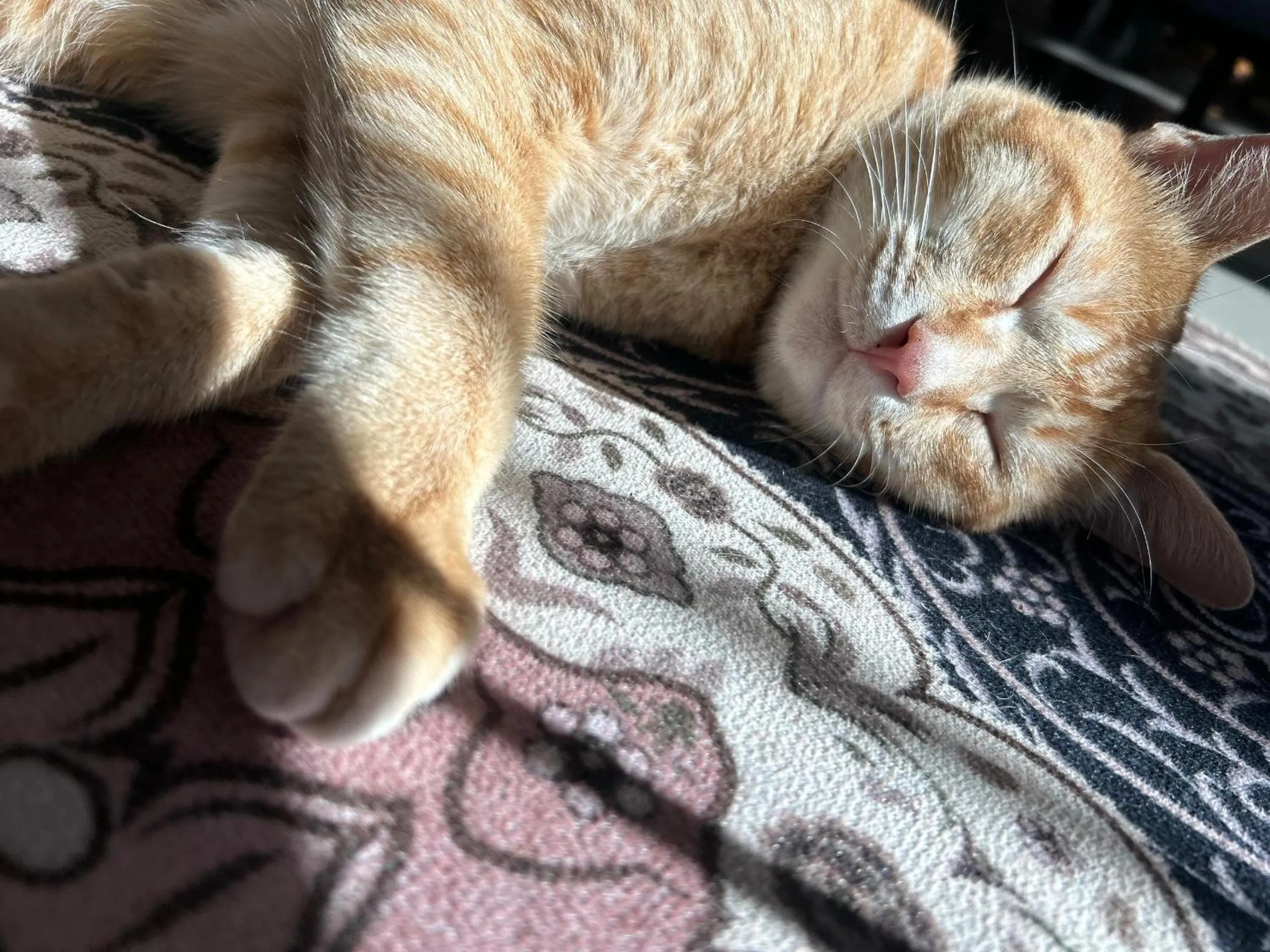 Pets in Tekoma Hotel Cameron Highlands