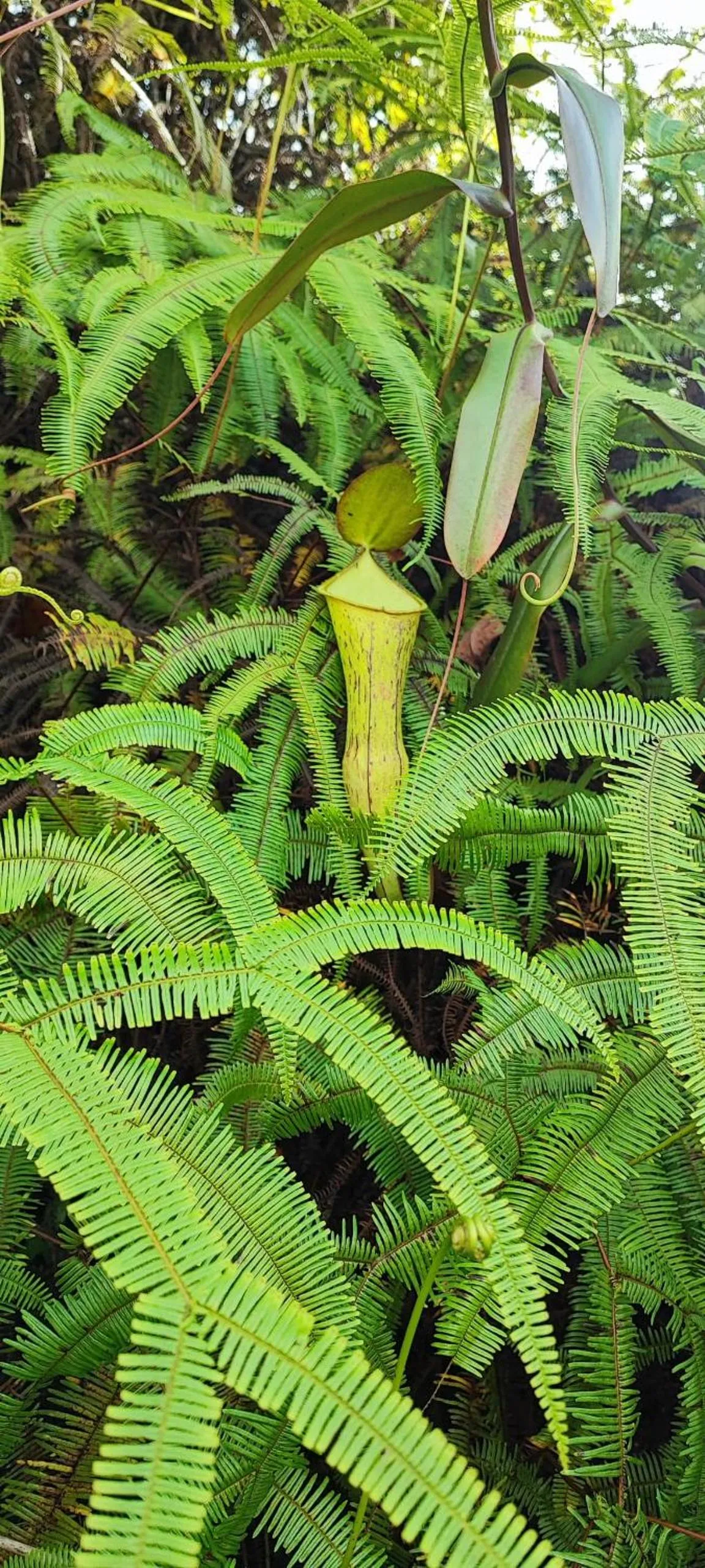 Tekoma Hotel Cameron Highlands