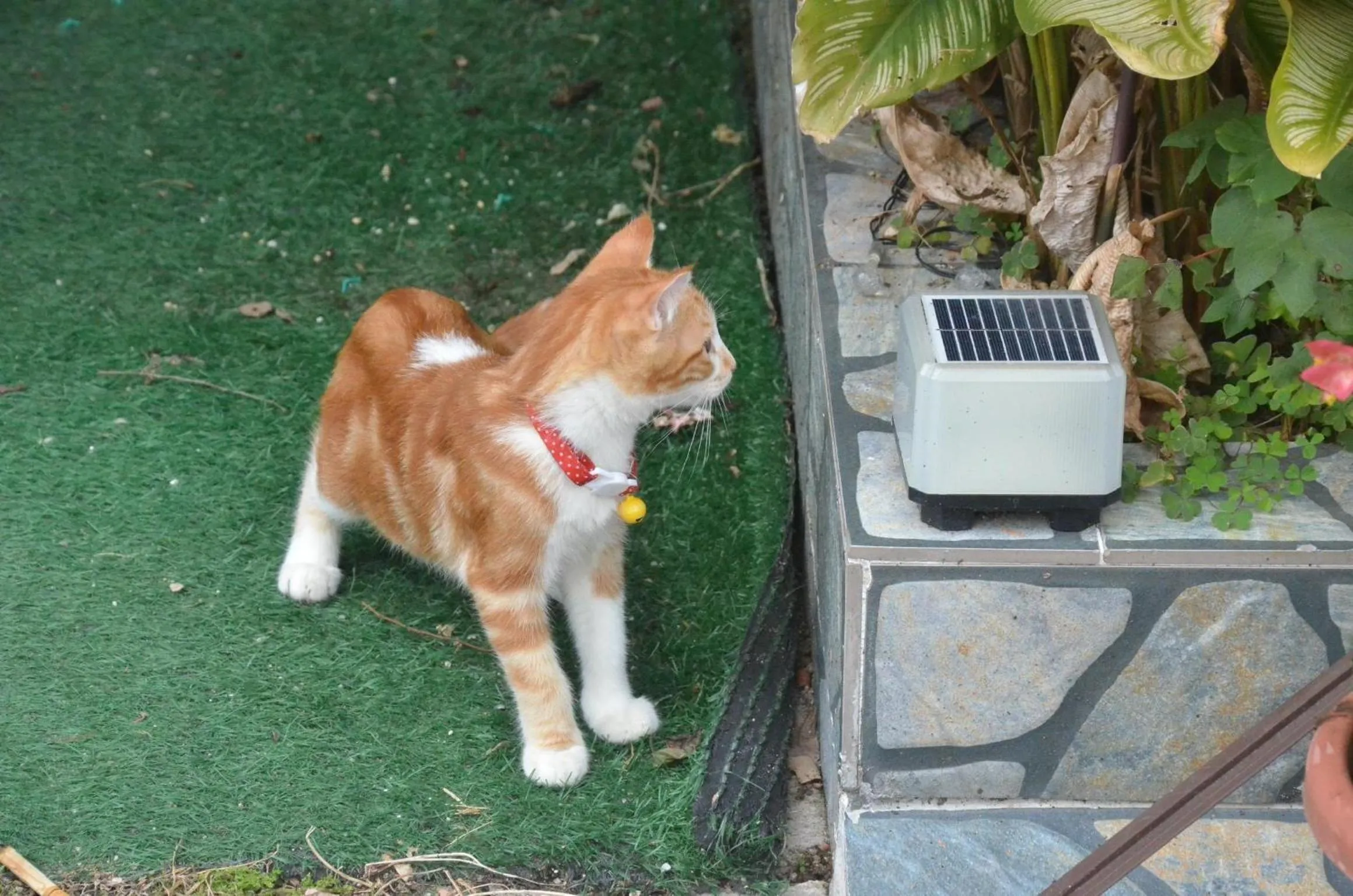 Pets in Tekoma Hotel Cameron Highlands