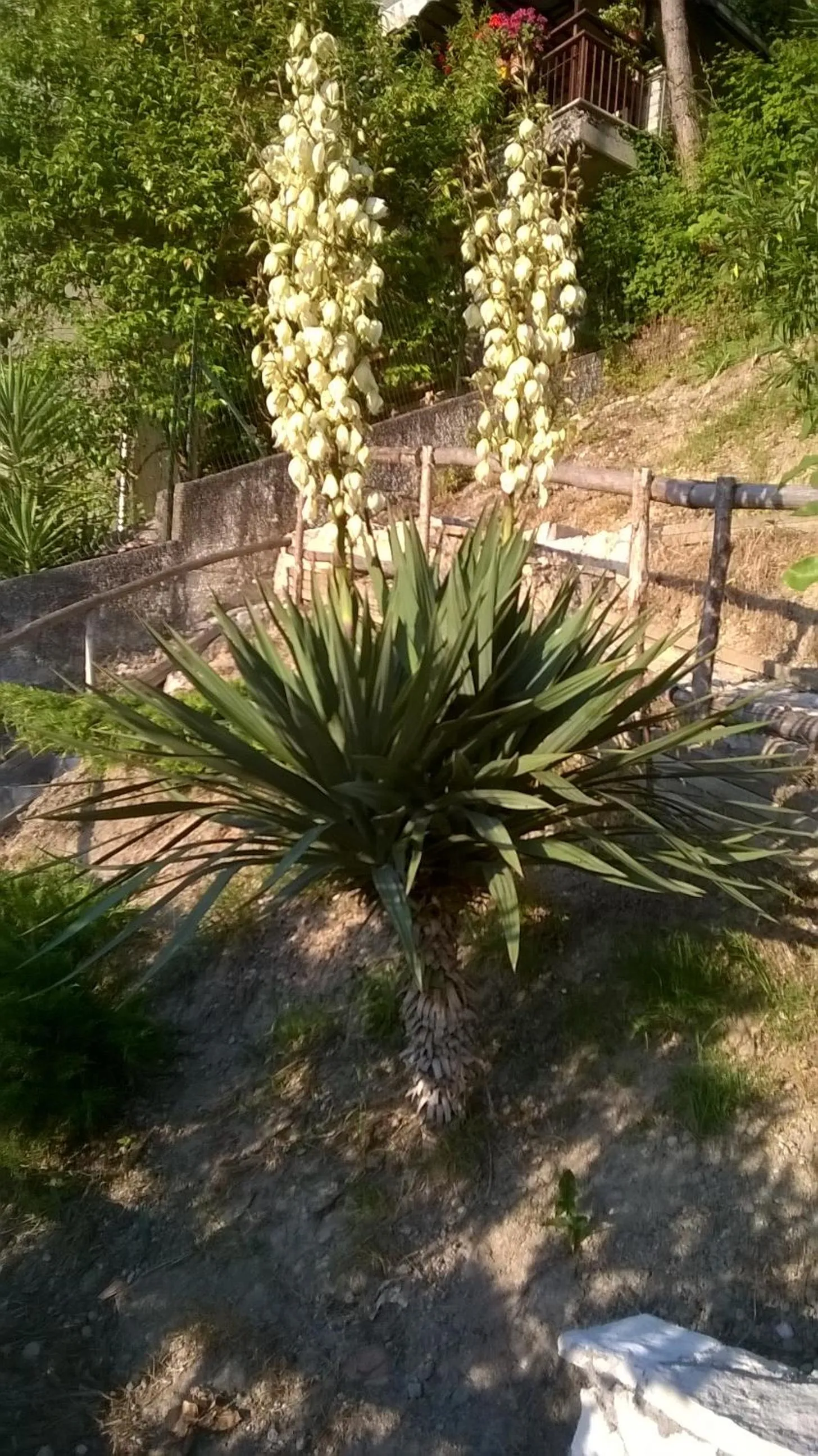 Garden in Albergo Da Peppino