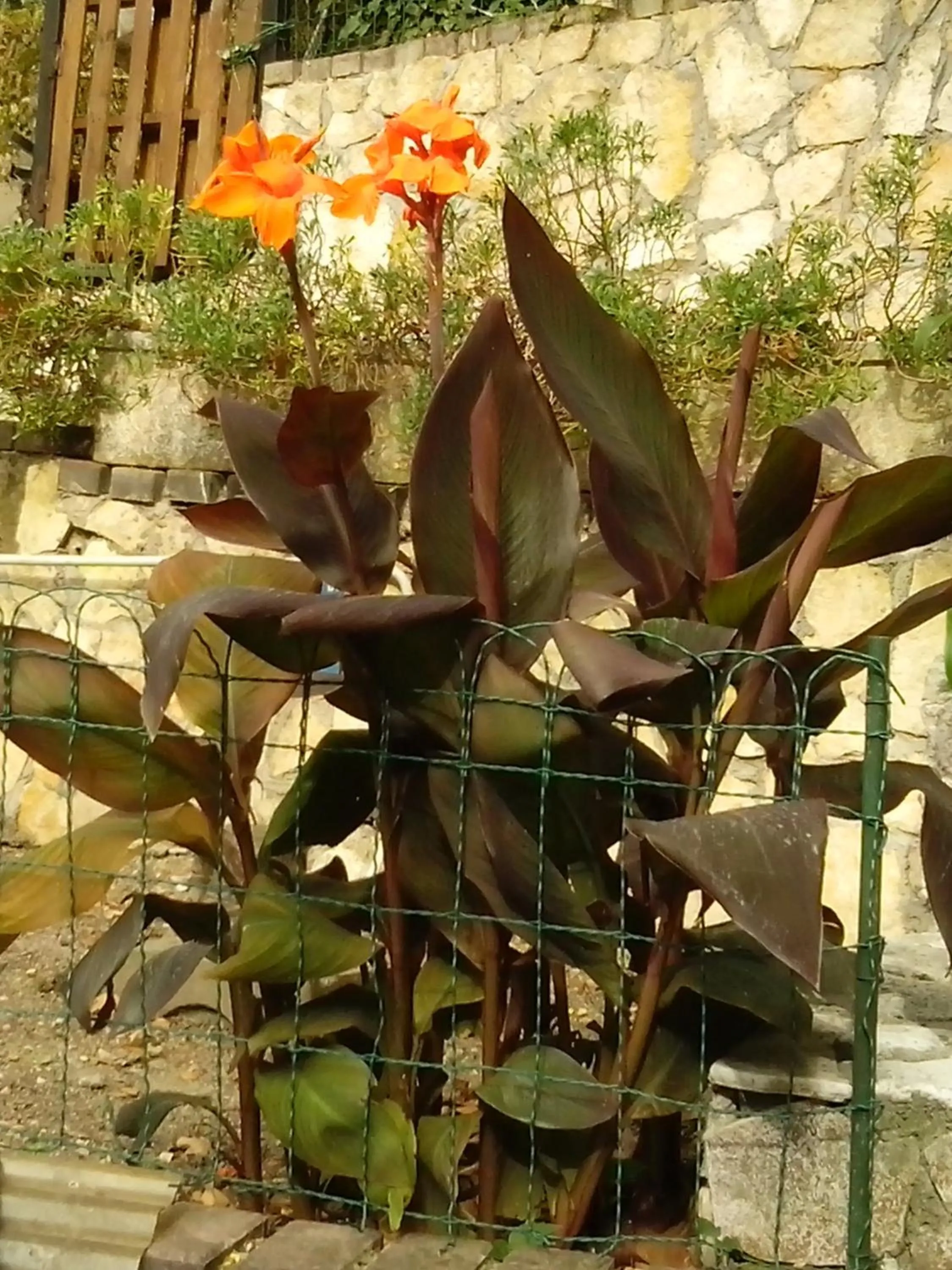 Garden, Other Animals in Albergo Da Peppino