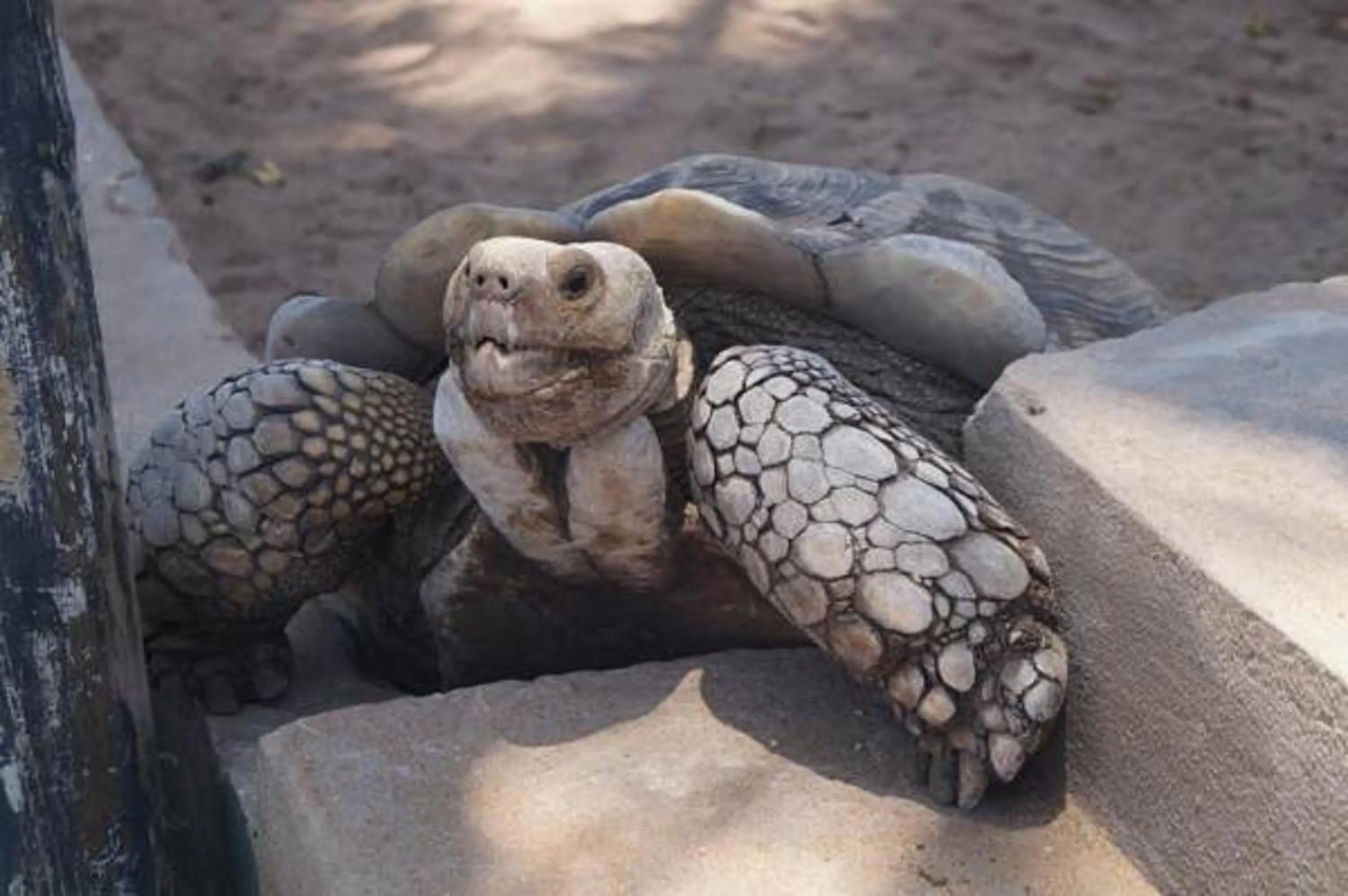 Animals in Hotel Robinson Plage