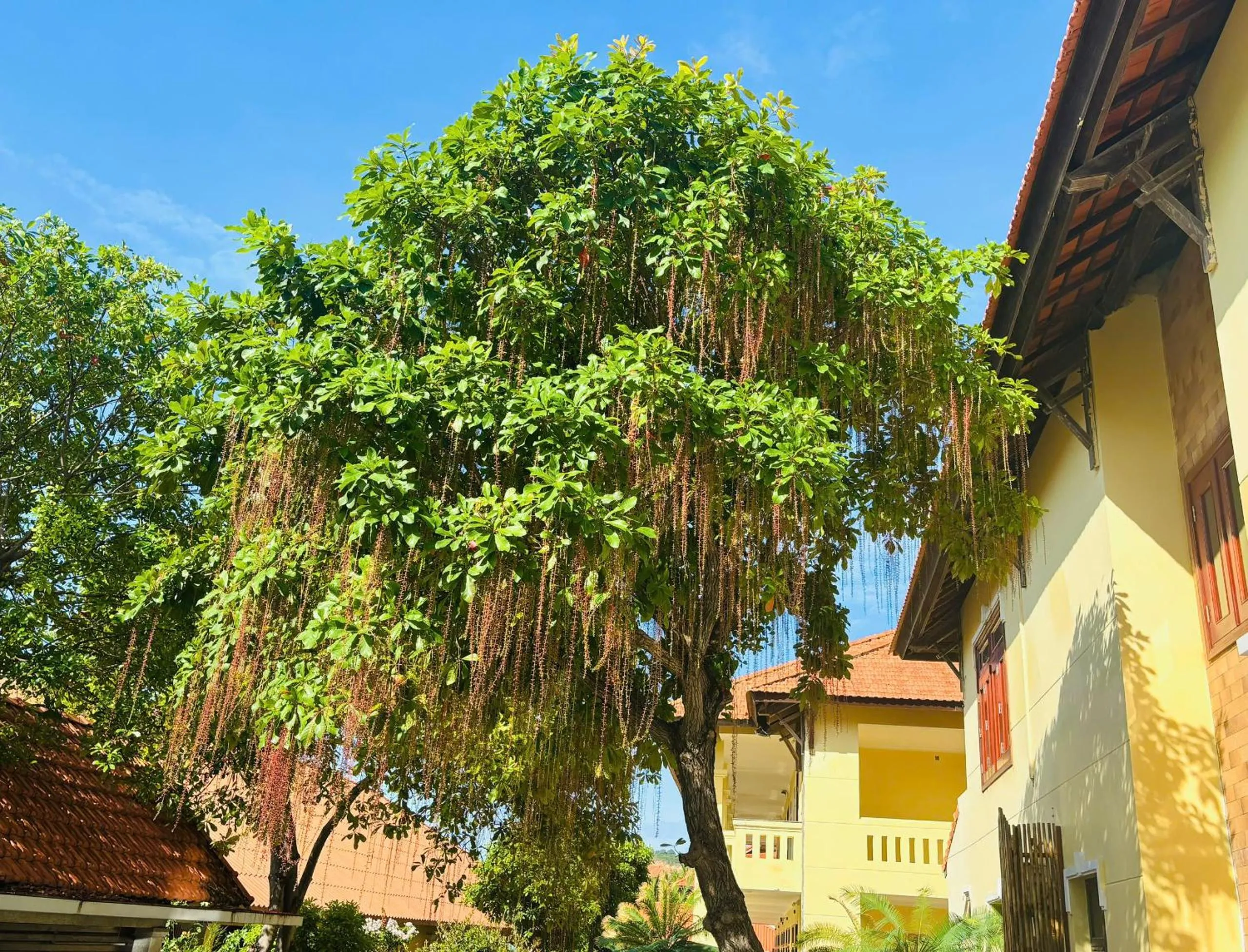 Hon Rom Central Beach Resort