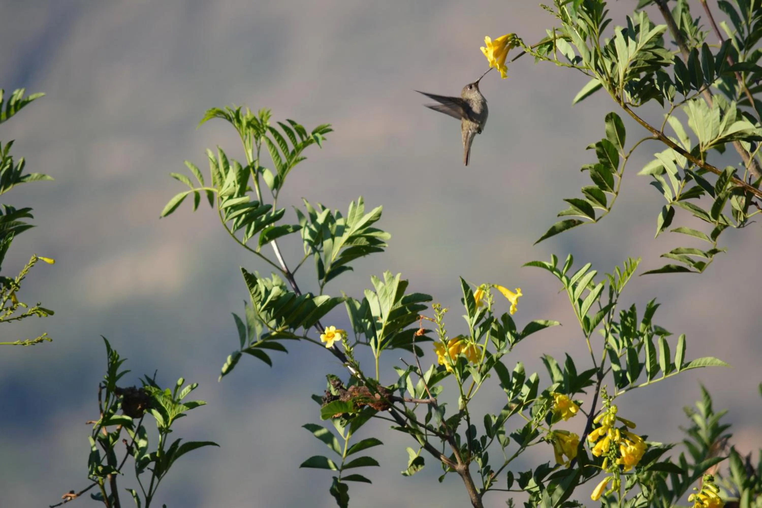 Garden in Hotel El Abuelo