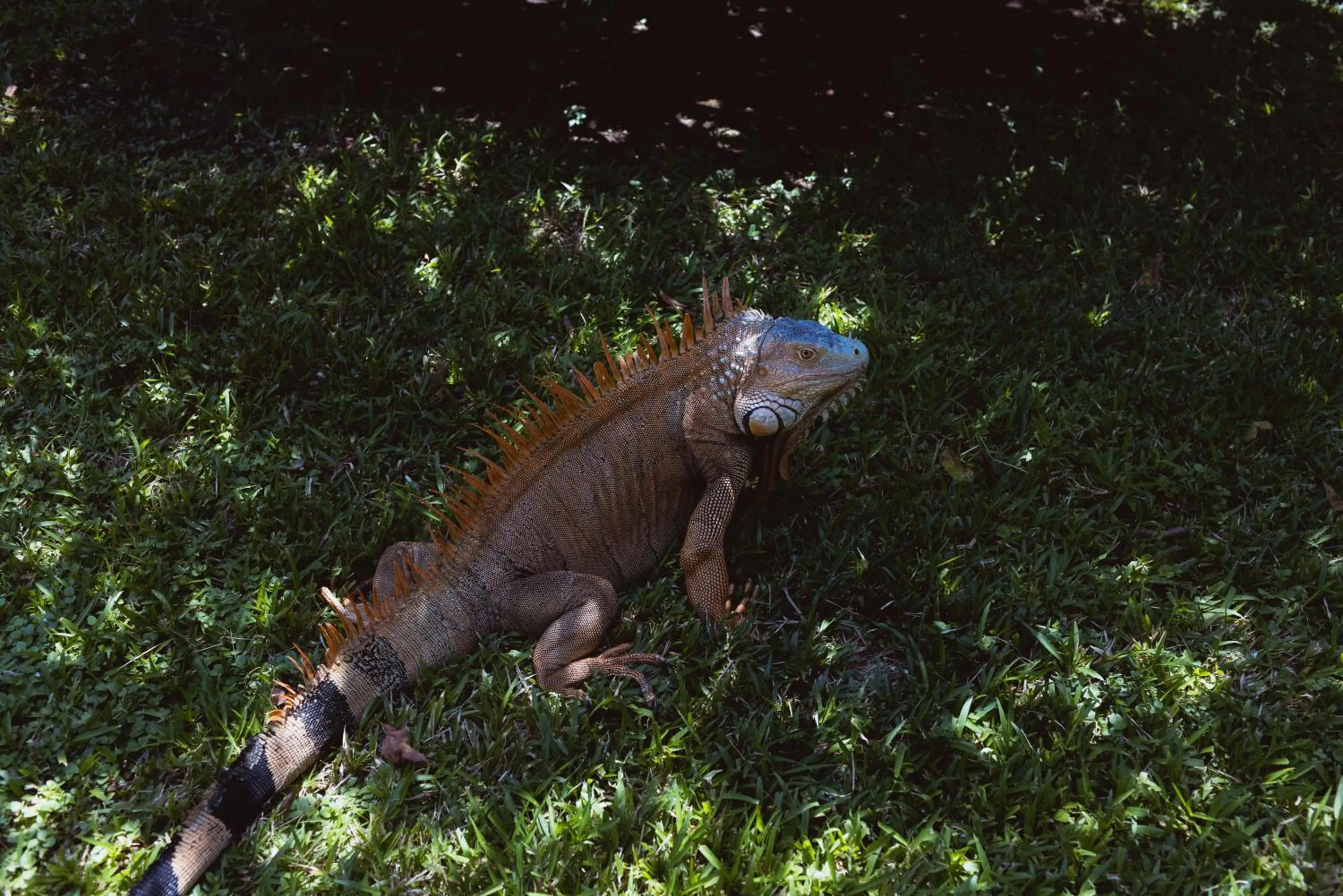 Animals in Mawamba Lodge