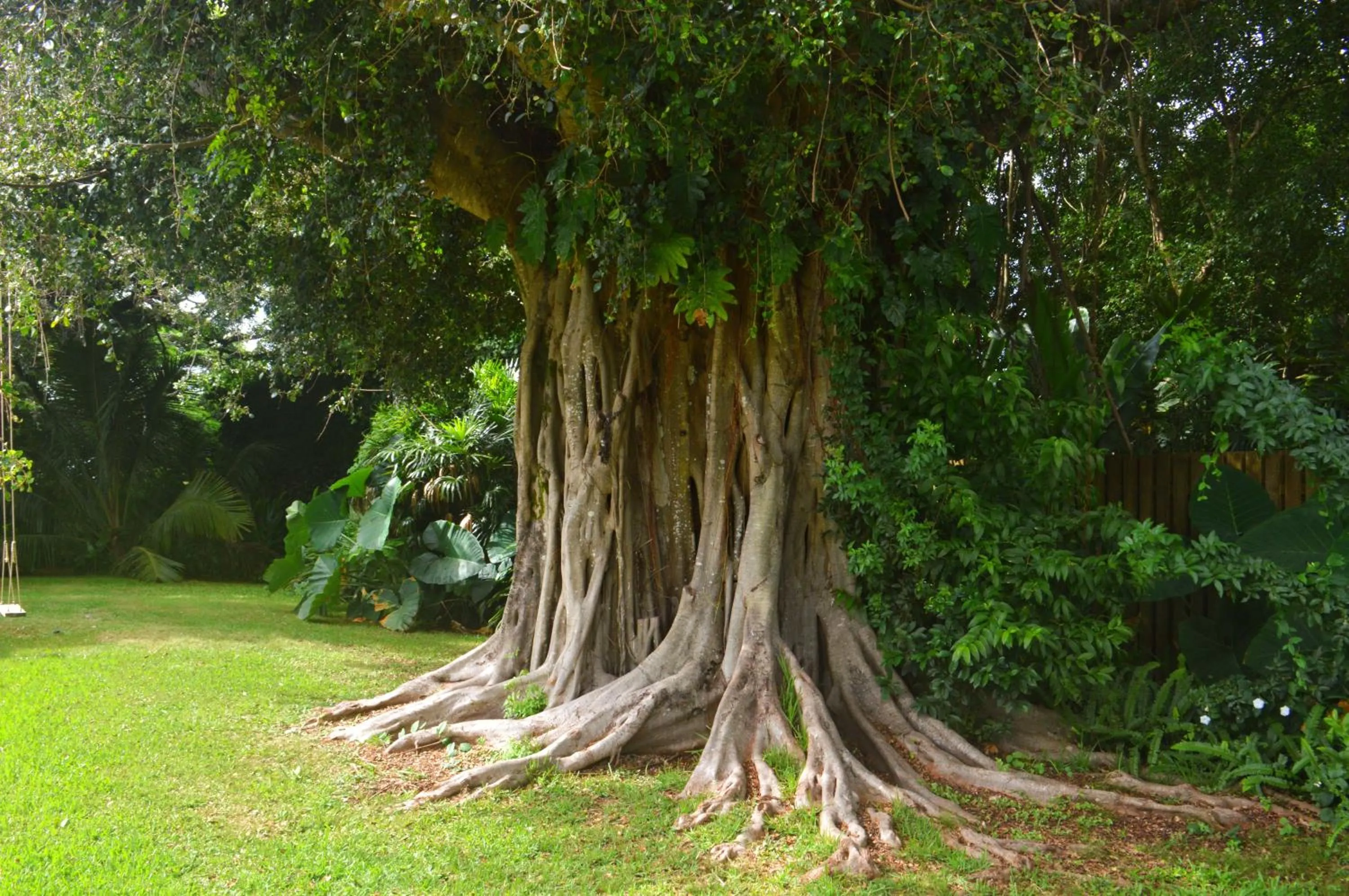 Natural landscape in Banyan Tree B&B Retreat