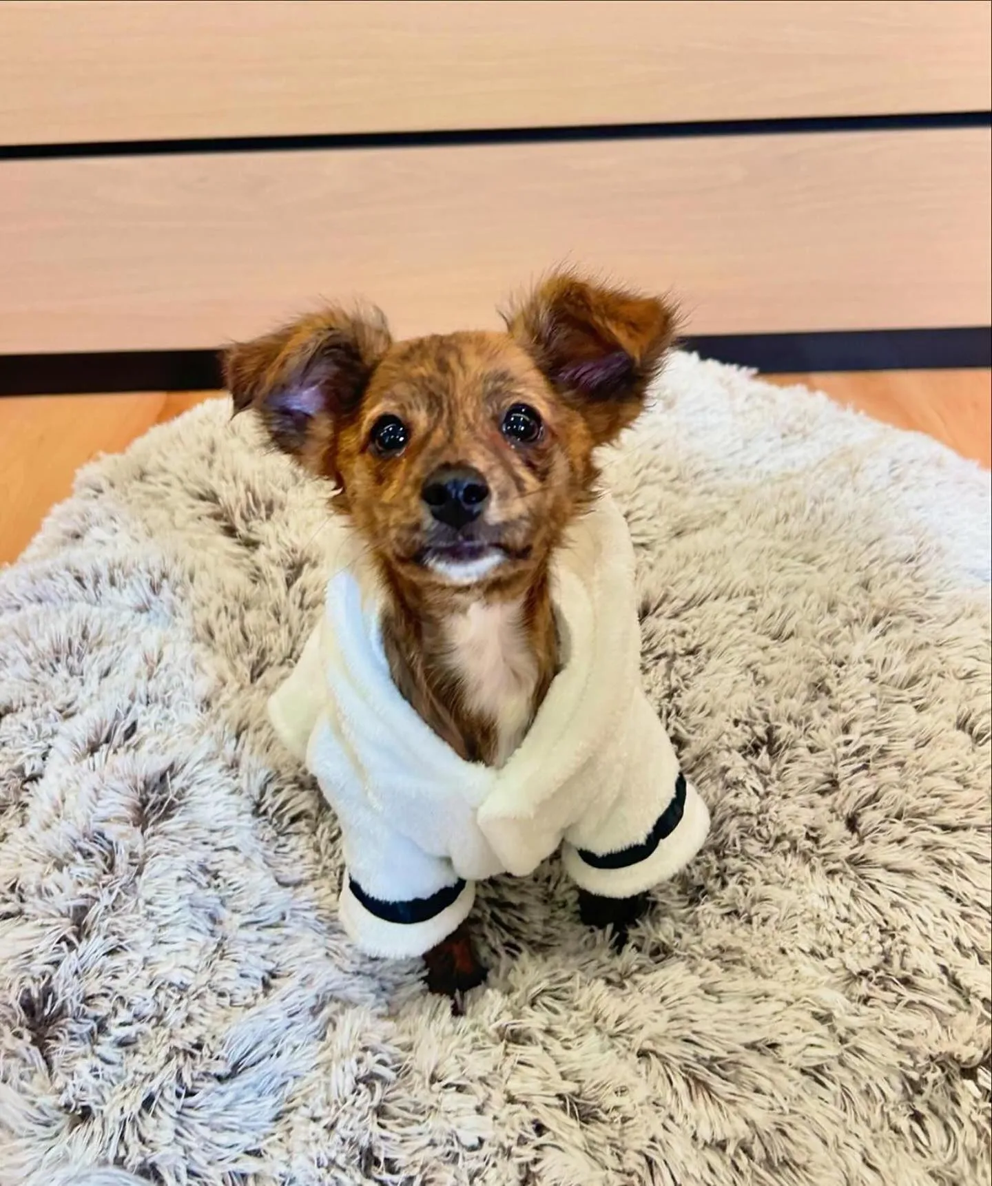 pet friendly in Cribs on the Hill