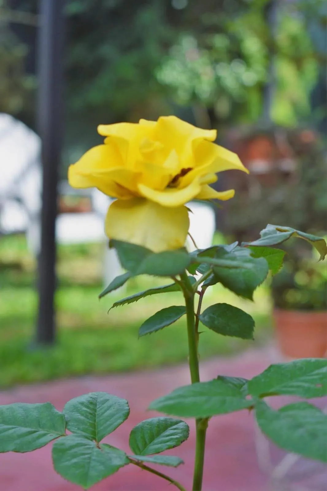 Garden in Ñanderoga B&B