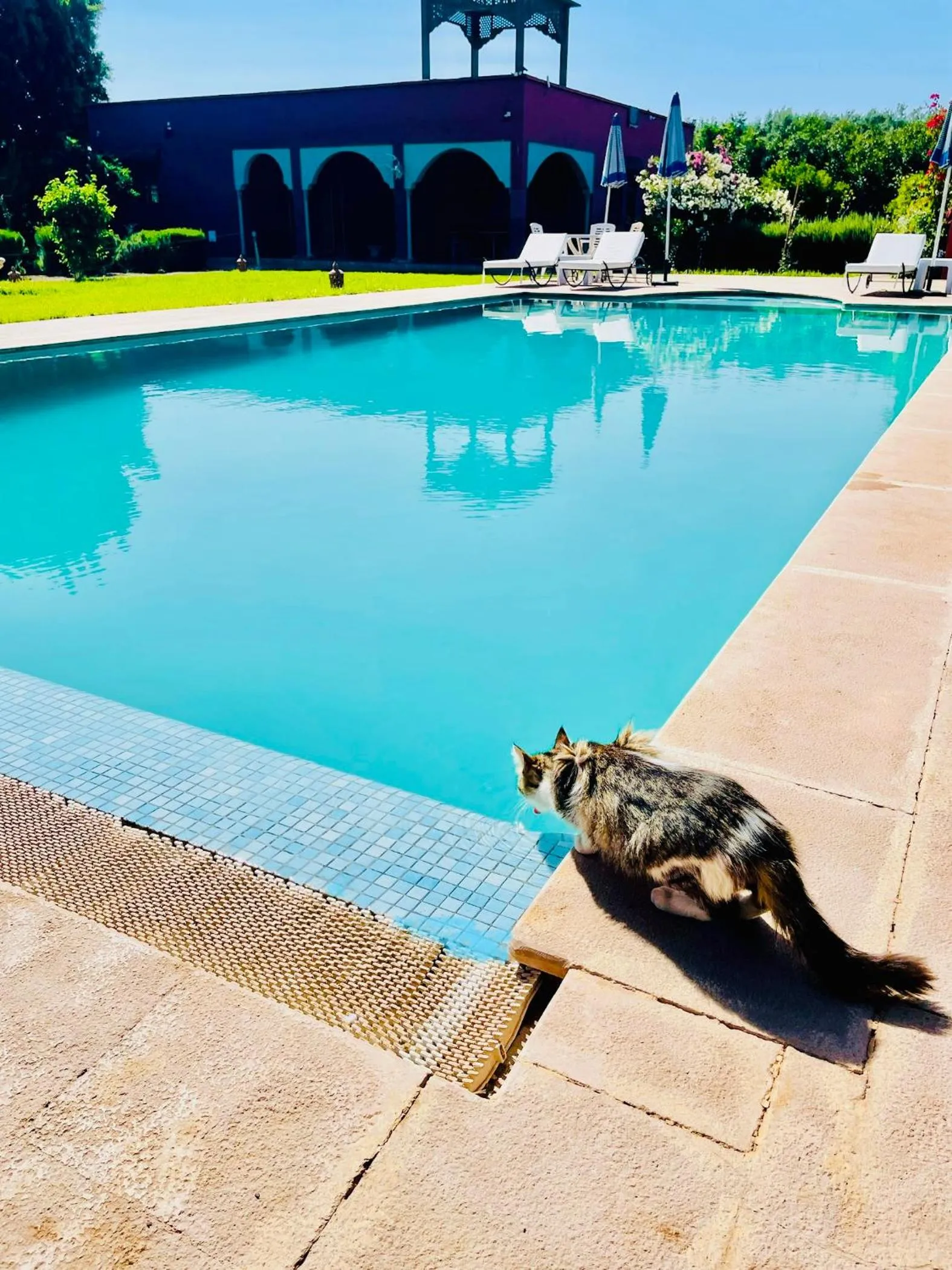 Pets in Villa Baddi Marrakech