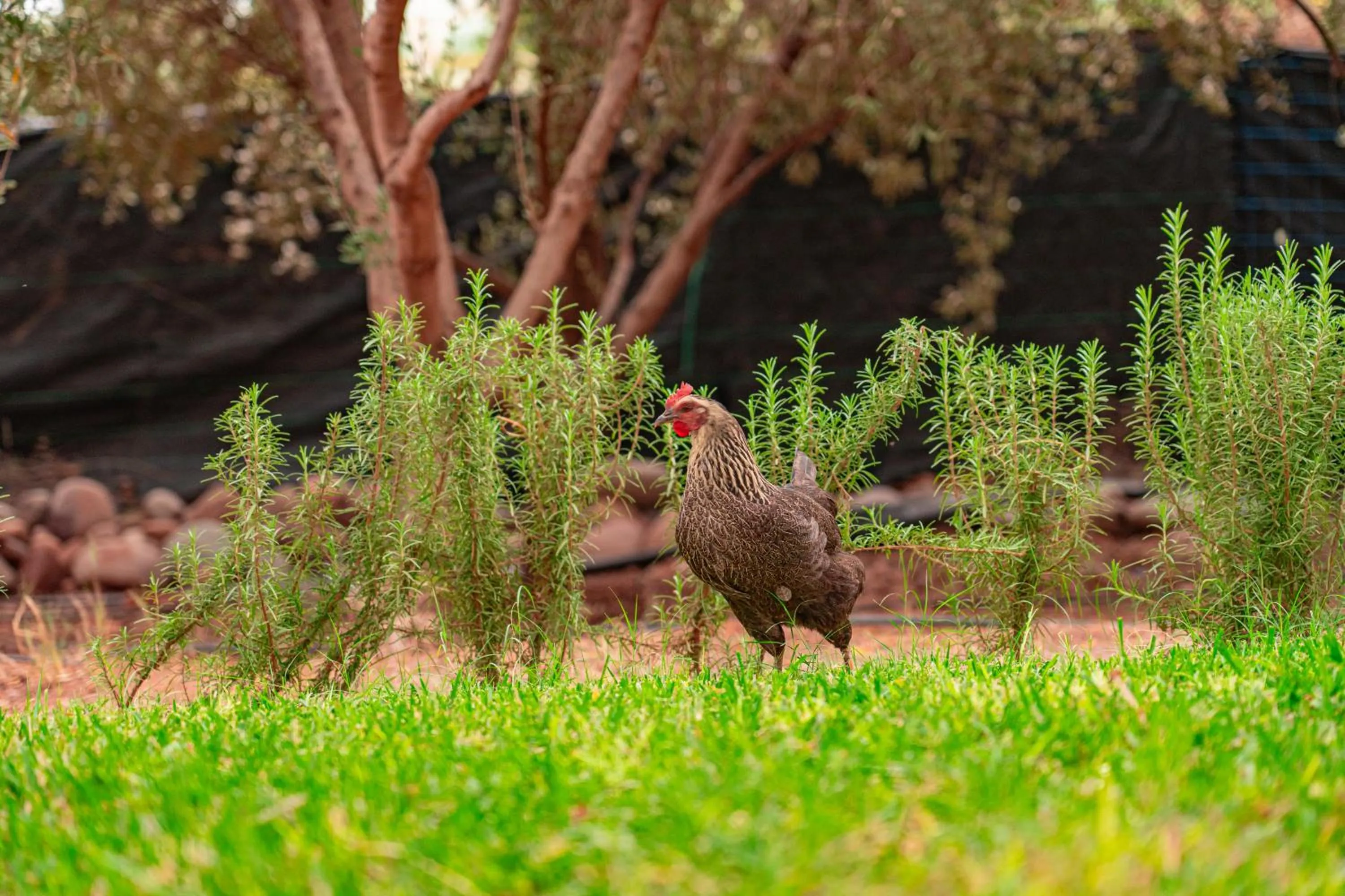 Natural landscape in Villa Baddi Marrakech