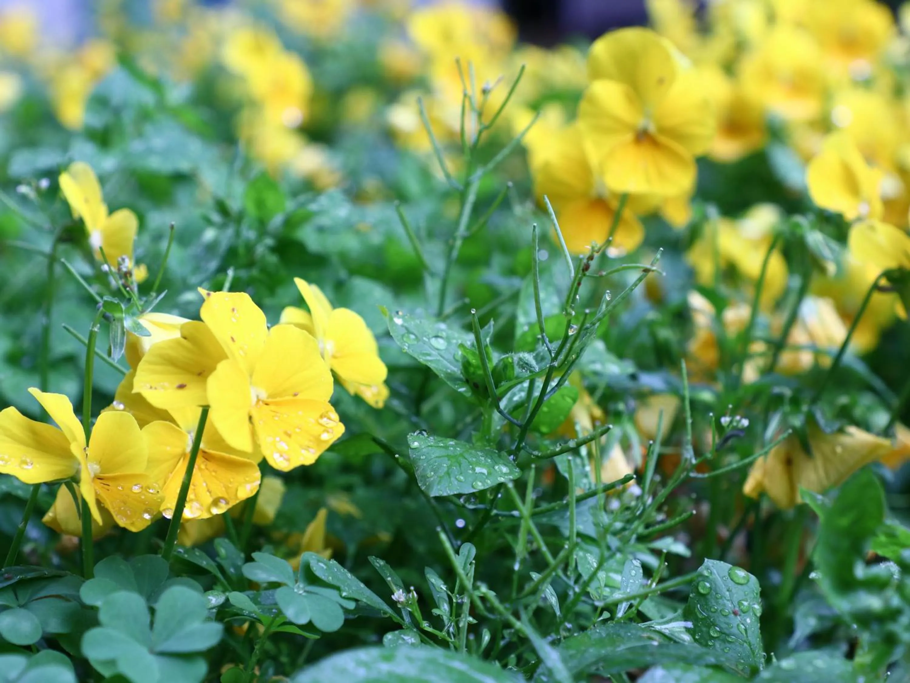 Off site in Narusawaso