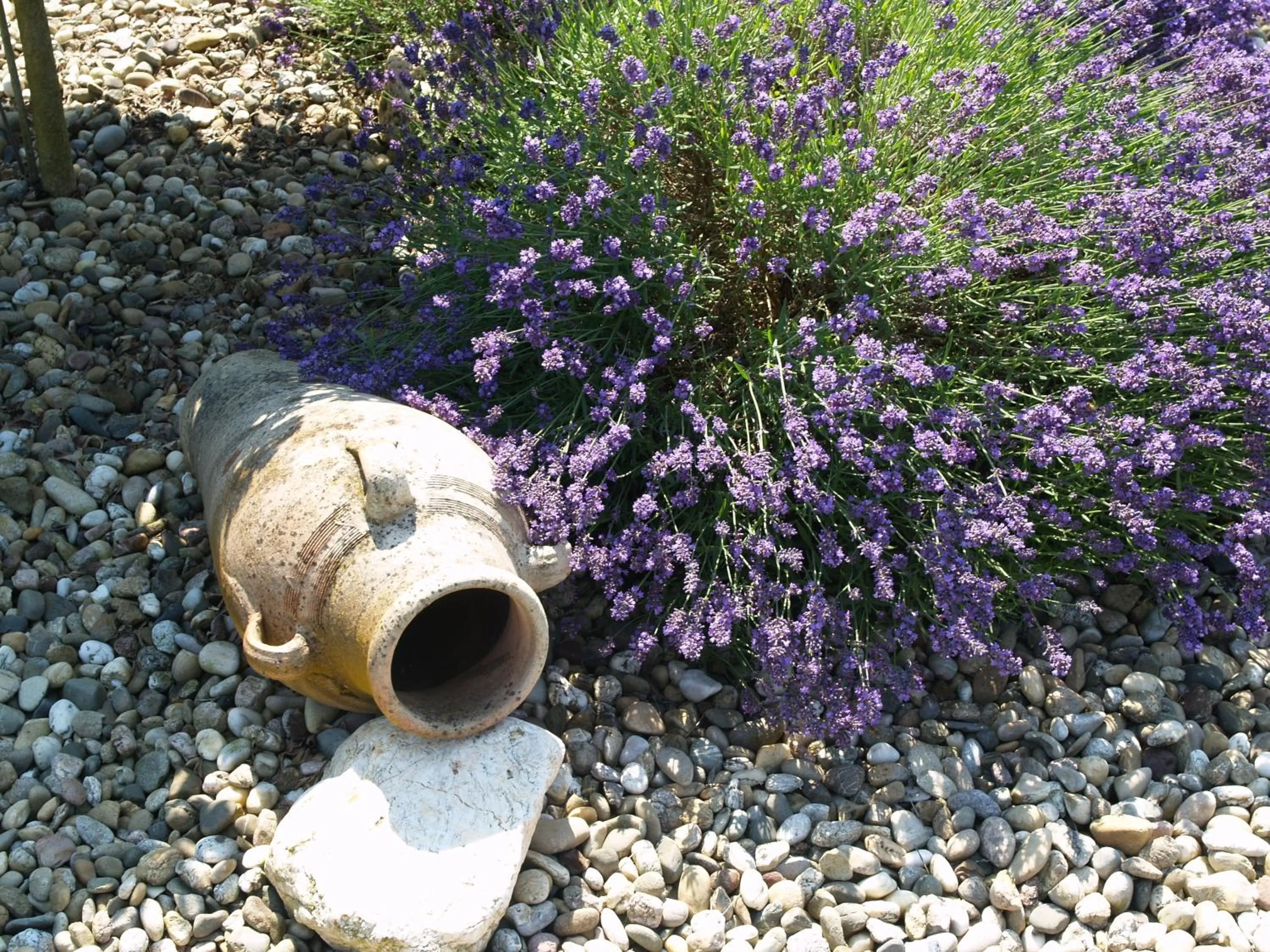 Garden in Weingut Bastian