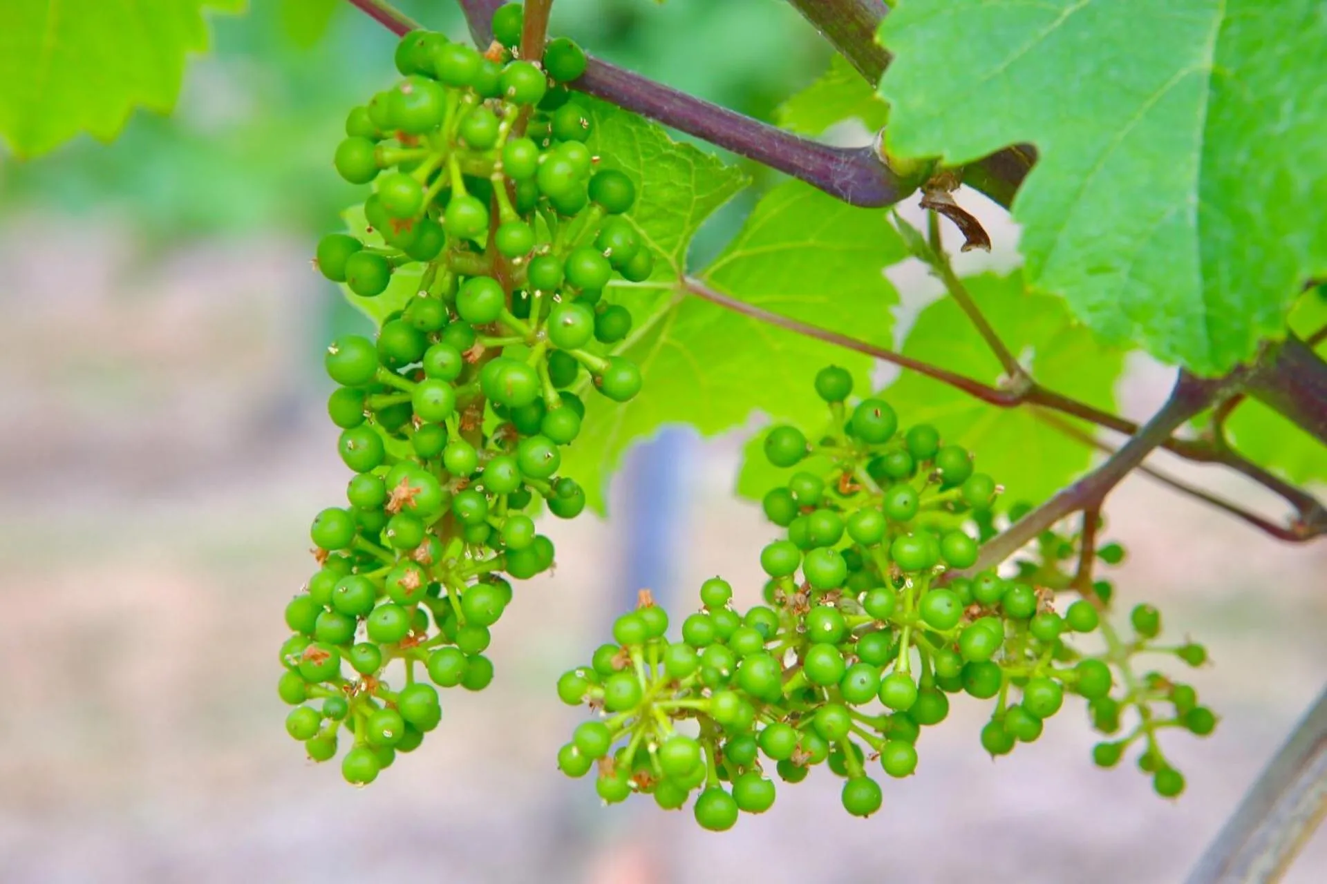 Spring in Weingut Bastian