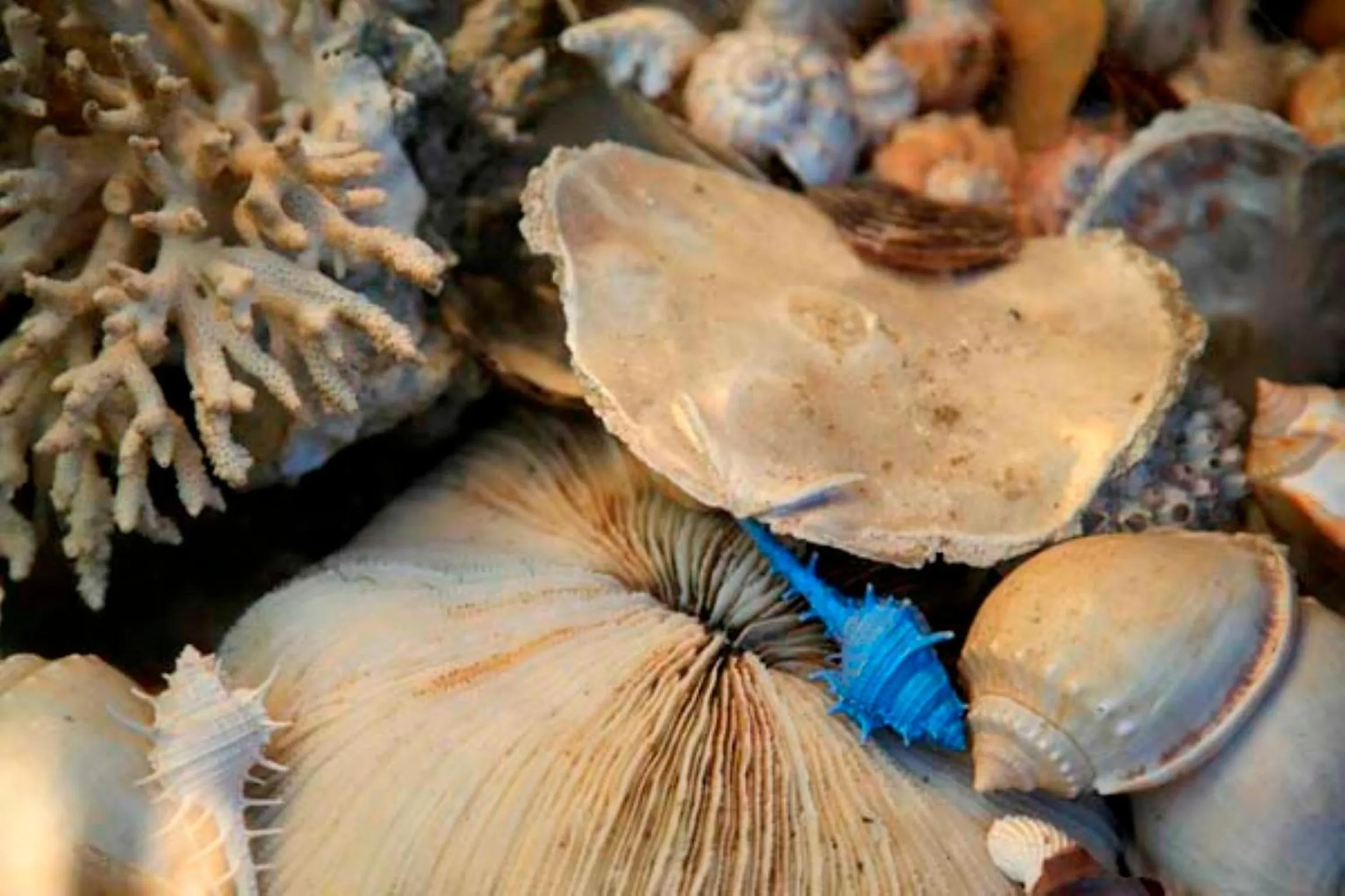 Area and facilities in White Beach Bungalows