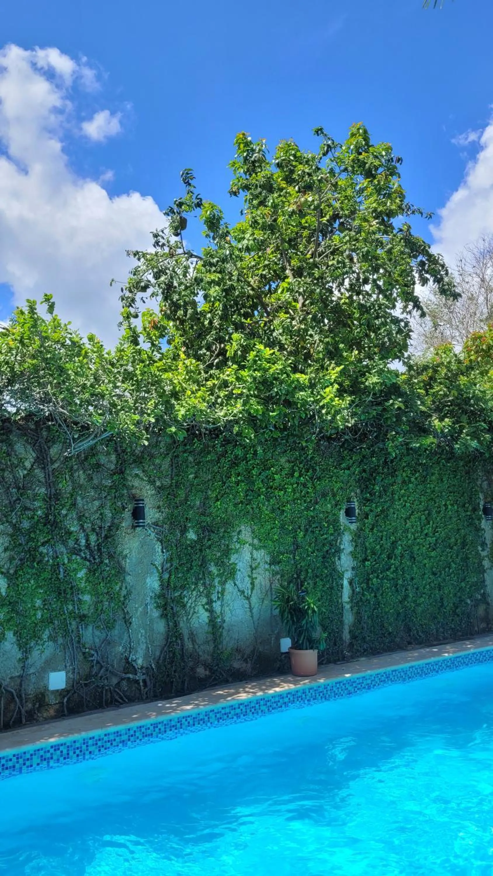 Swimming pool in Green Oasis Hotel