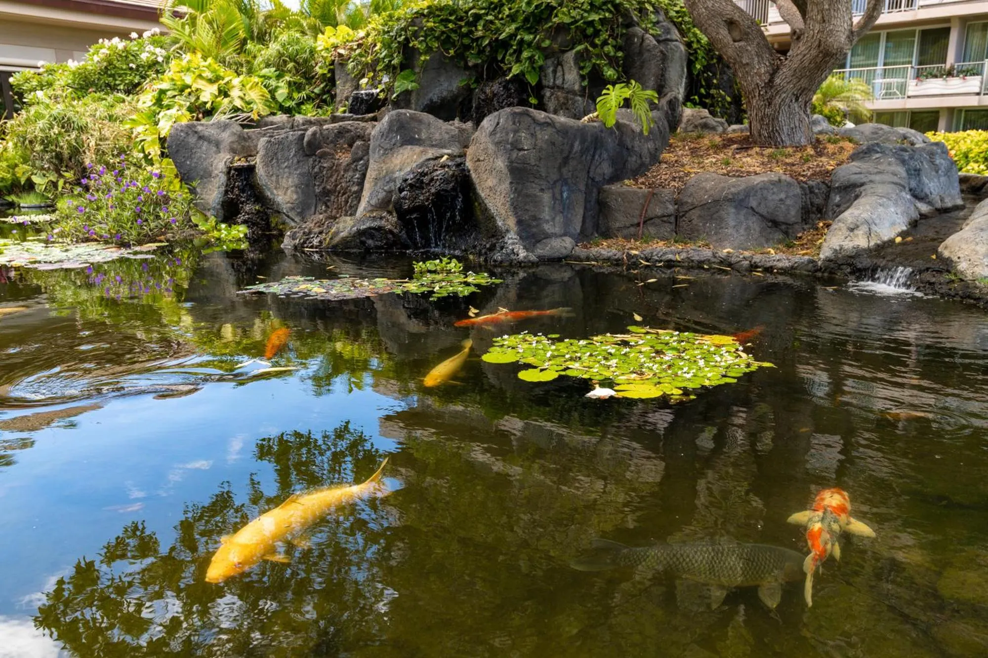 Pets in The Whaler Resort