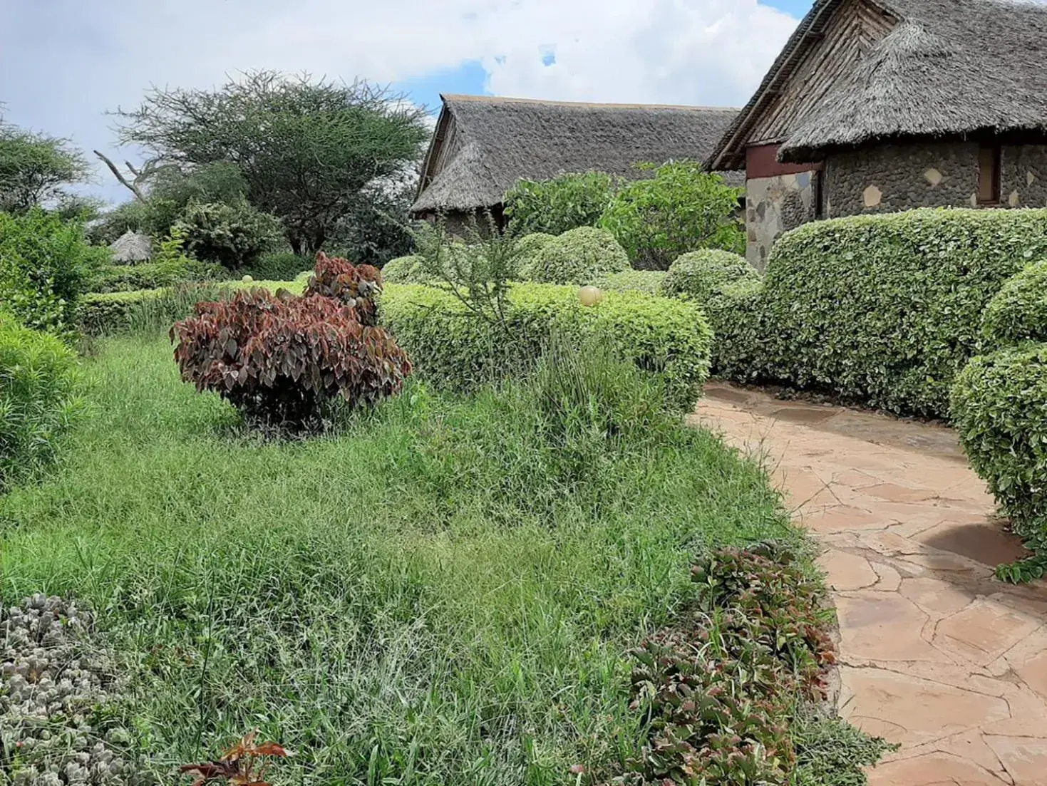Garden view in AA Lodge Amboseli Garden view in AA Lodge Amboseli
