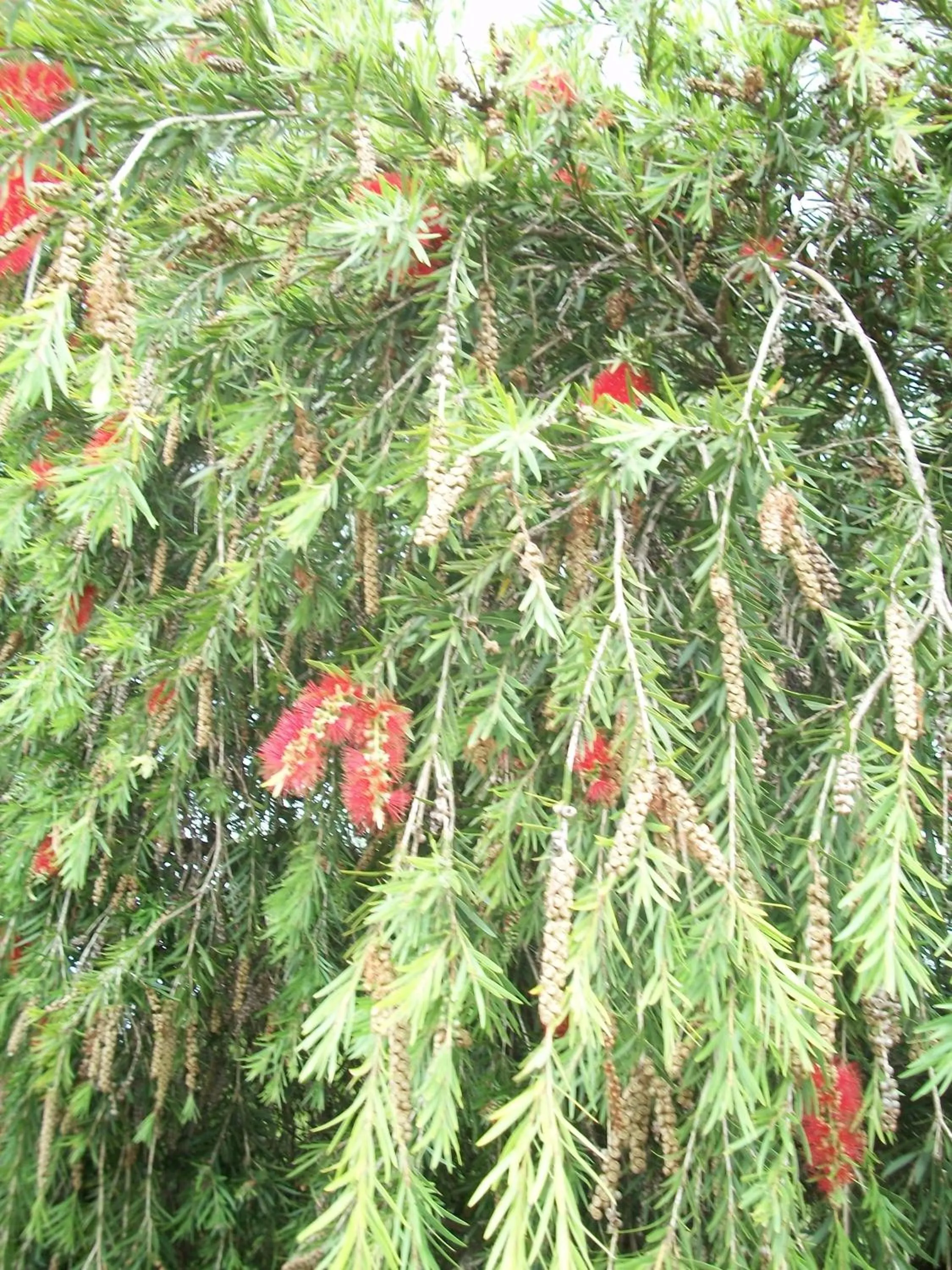 Bird's eye view in Top of the Lake Holiday Units