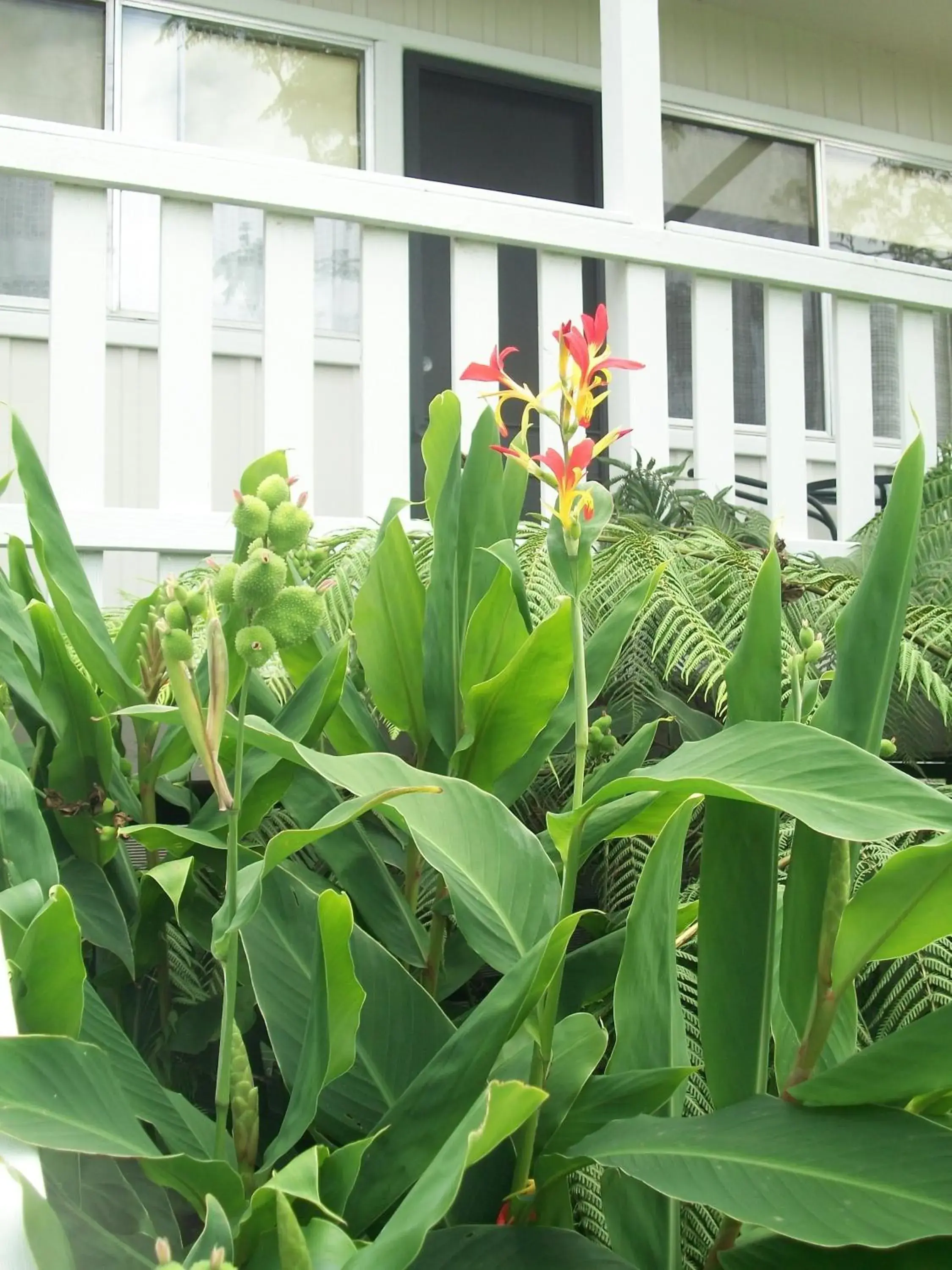 Garden view in Top of the Lake Holiday Units Garden view in Top of the Lake Holiday Units