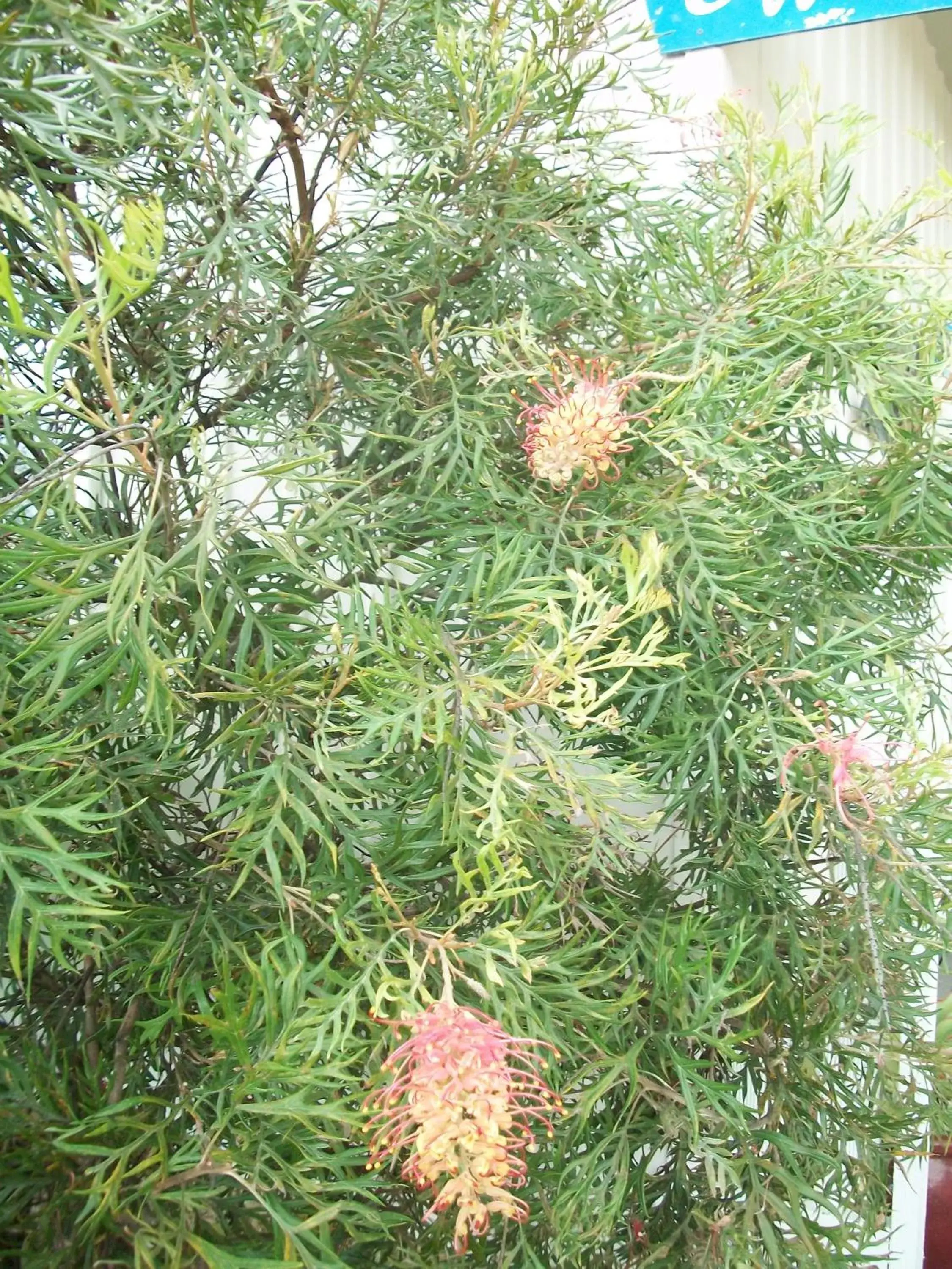 Bird's eye view in Top of the Lake Holiday Units Bird's eye view in Top of the Lake Holiday Units