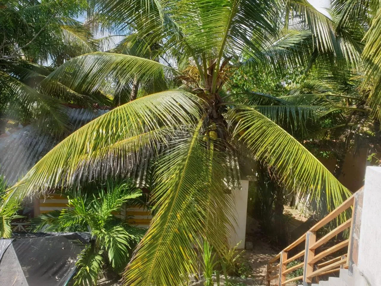 Garden view in Gems Garden Guest House