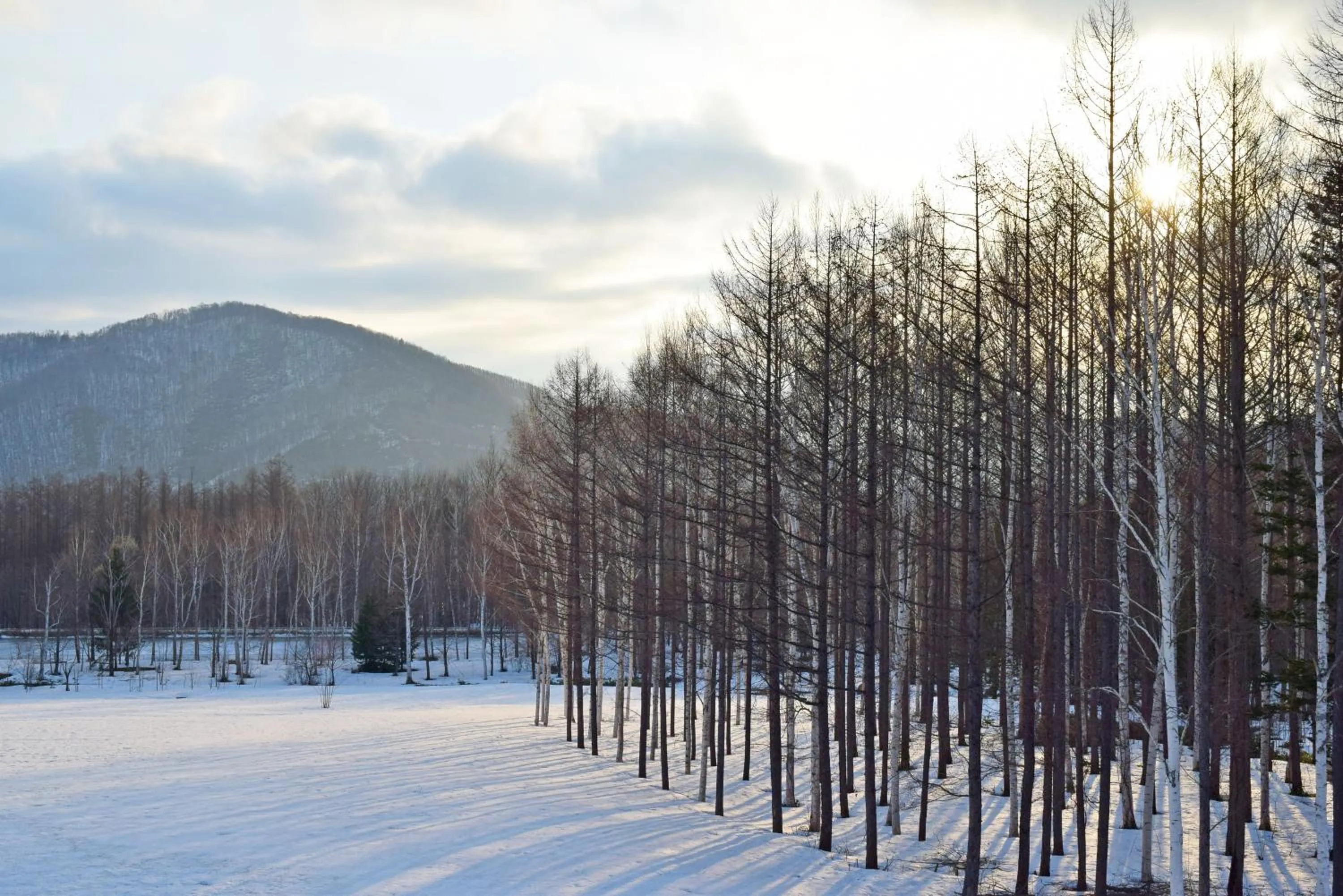 View (from property/room) in Highland Furano