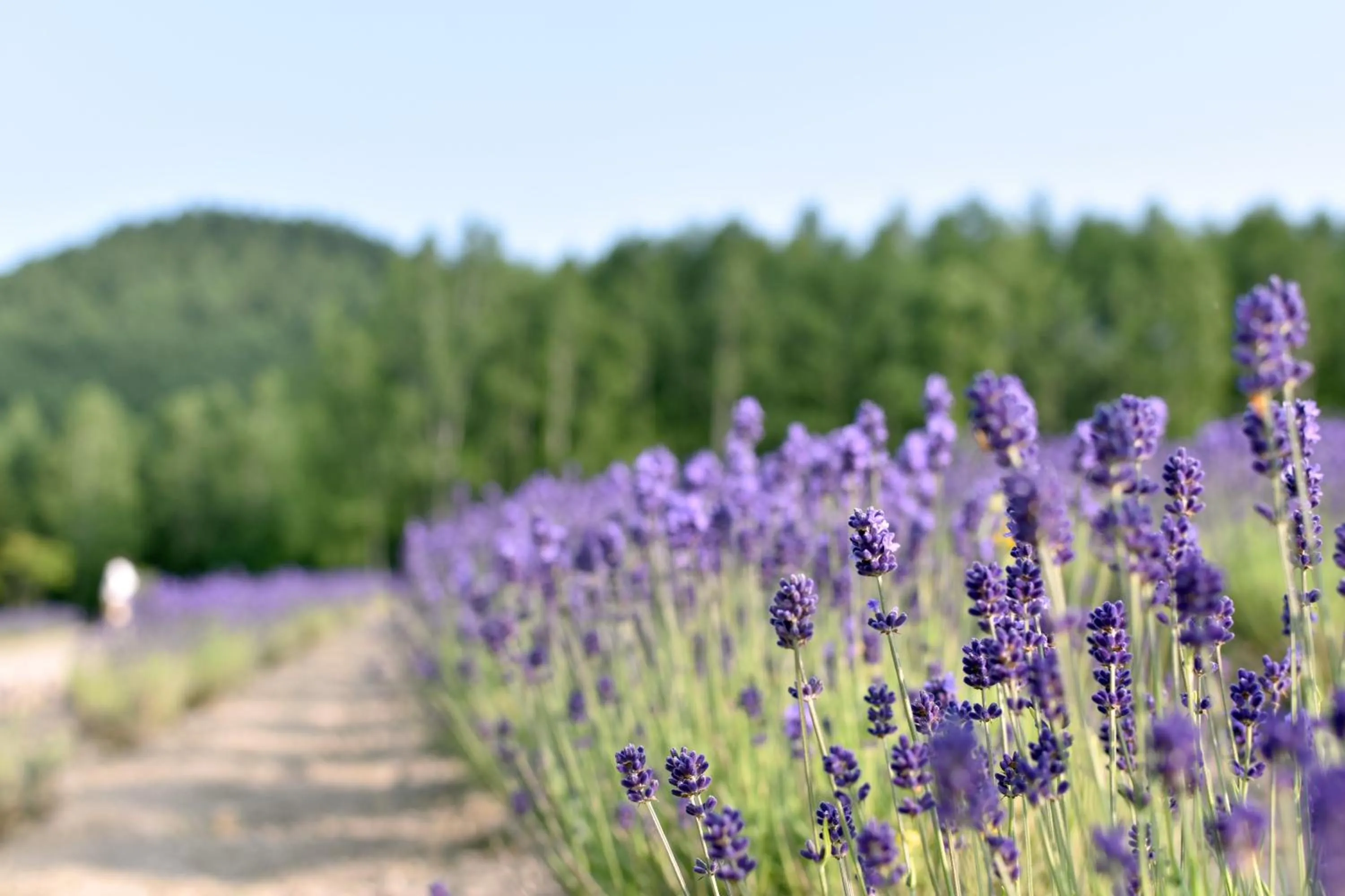 Natural landscape in Highland Furano