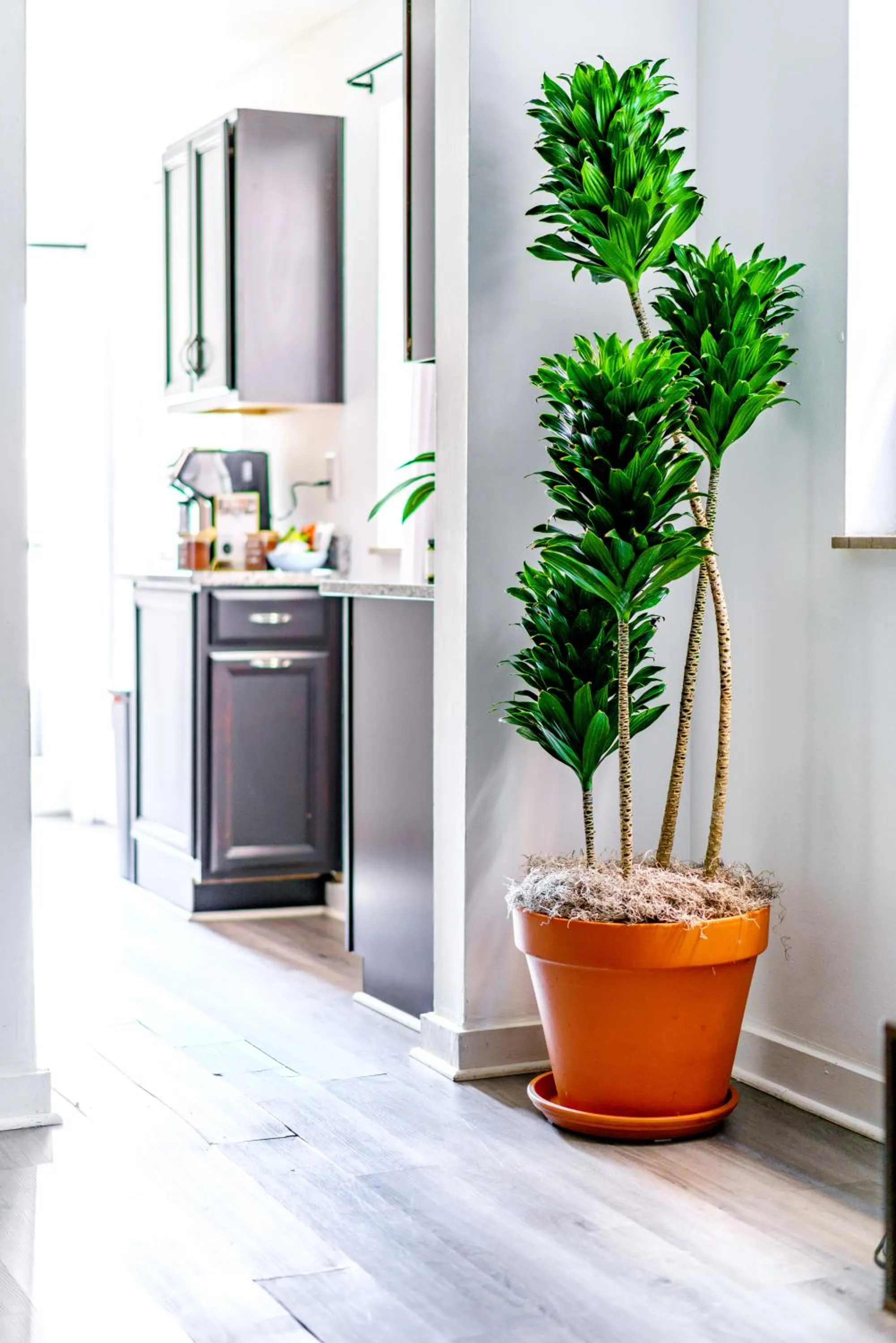 Kitchen or kitchenette in Jungle House Modern Lofts - Arena District & Short North
